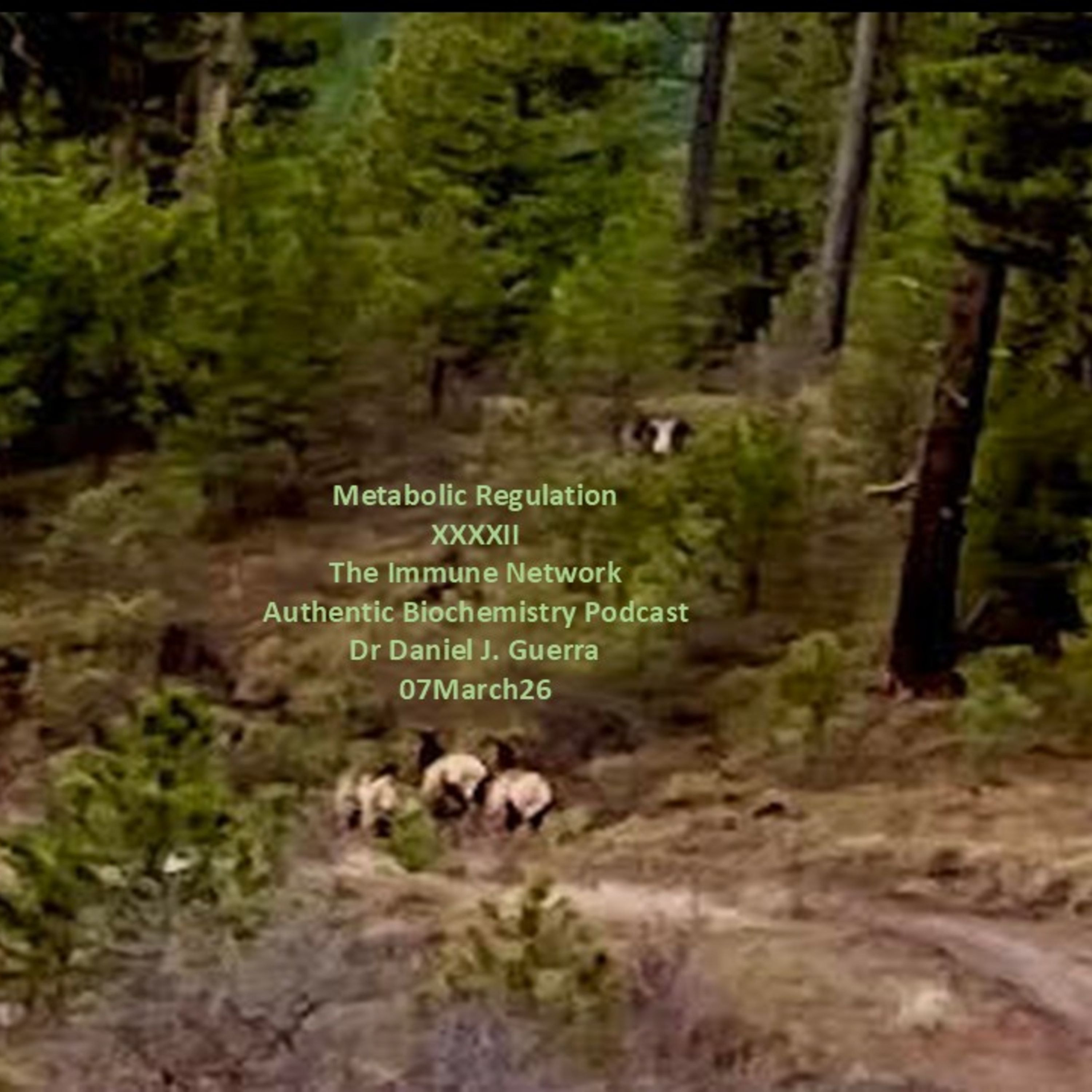 Metabolic Regulation XXXXIIThe Immune Network Authentic Biochemistry Podcast Dr Daniel J. Guerra 07March26