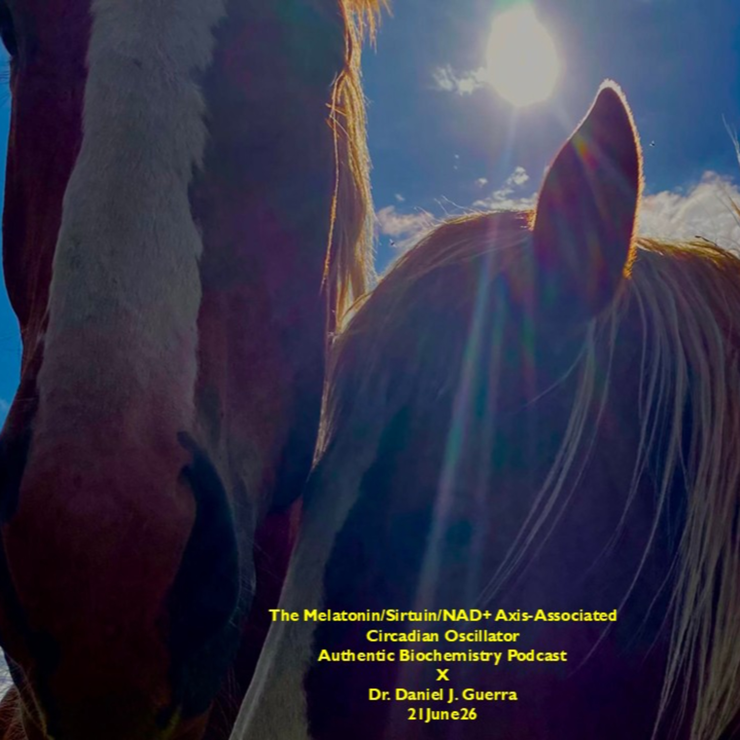 The Melatonin/Sirtuin/NAD+ Axis-Associated Circadian Oscillator Authentic Biochemistry Podcast X Dr. Daniel J. Guerra 21June26