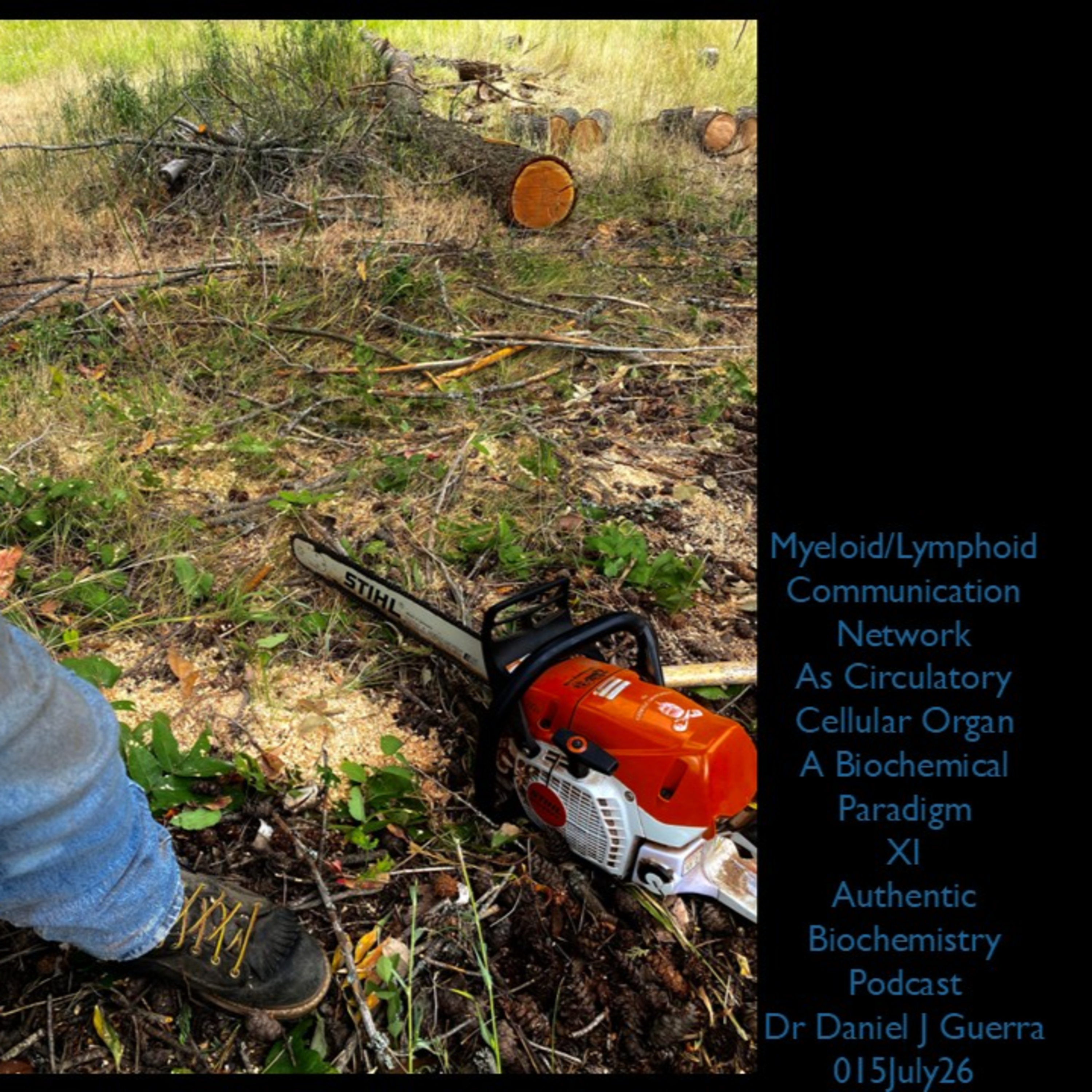 Myeloid/Lymphoid Communication Network As Circulatory Cellular Organ A Biochemical Paradigm XI Authentic Biochemistry Podcast Dr Daniel J Guerra 015July26