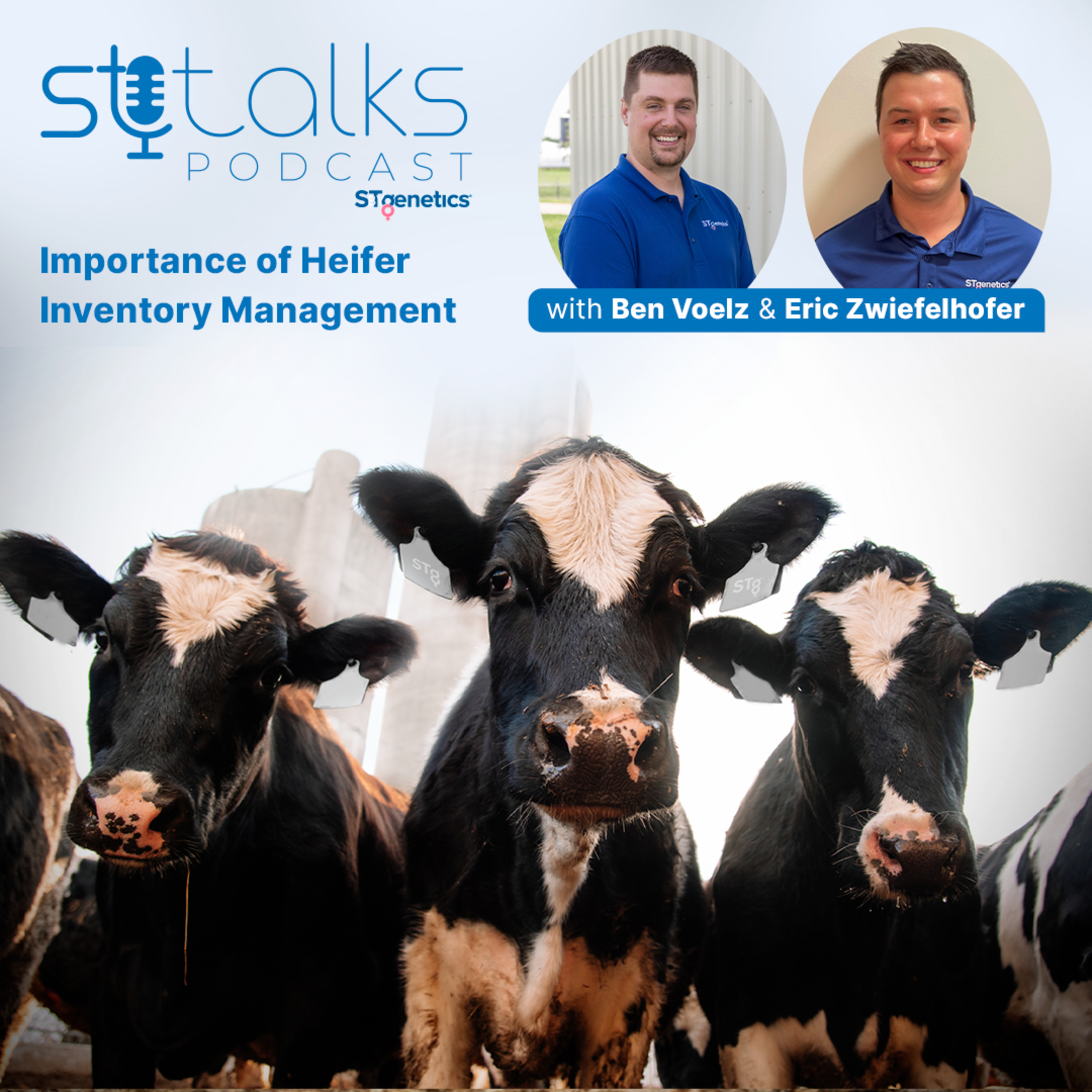 STtalks #140 - Importance of Heifer Inventory Management with Ben Voelz & Eric Zwiefelhofer episode artwork