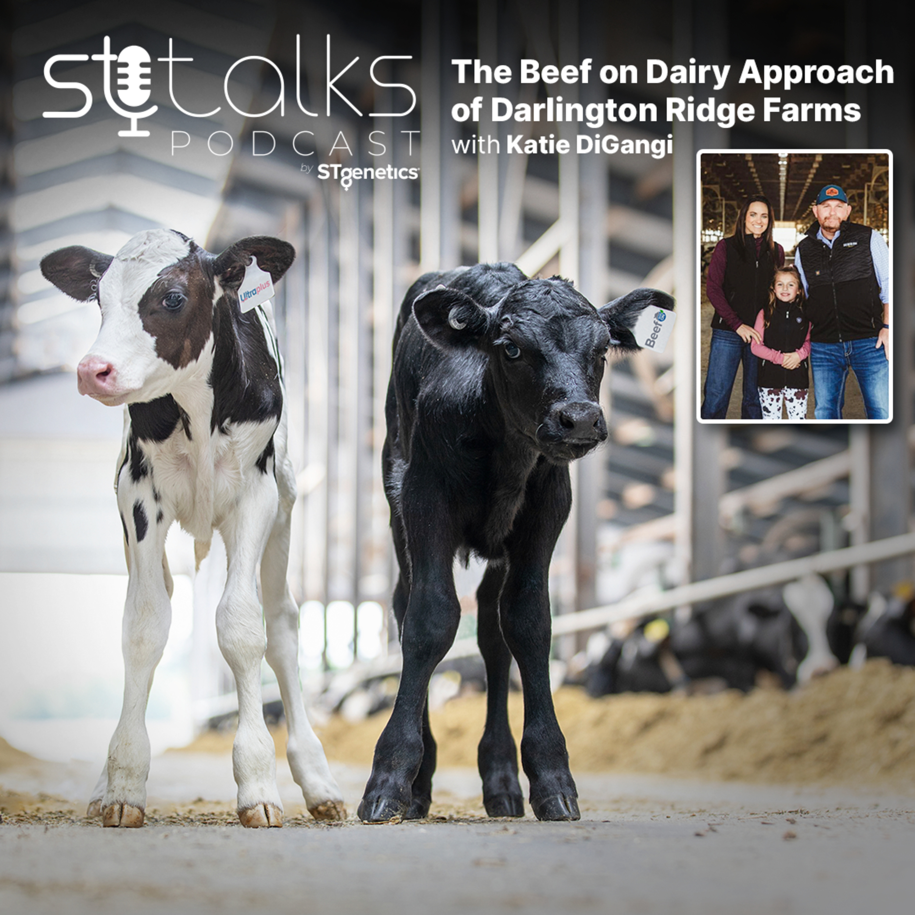 STtalks #158 - The Beef on Dairy Approach of Darlington Ridge Farms with Katie DiGangi episode artwork