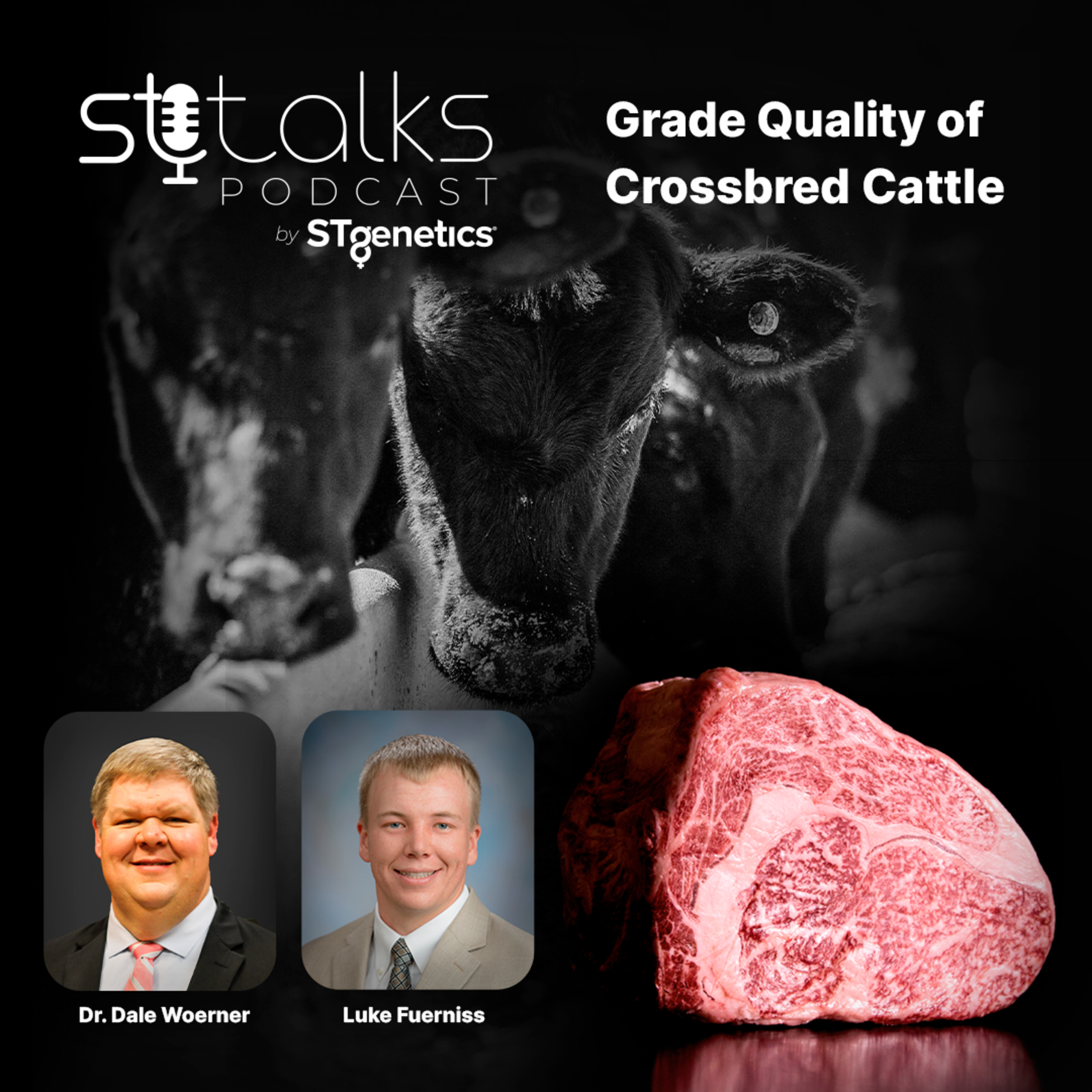 STtalks #165 - Grade Quality of Crossbred Cattle with Dr. Dale Woerner and Luke Fuerniss  episode artwork