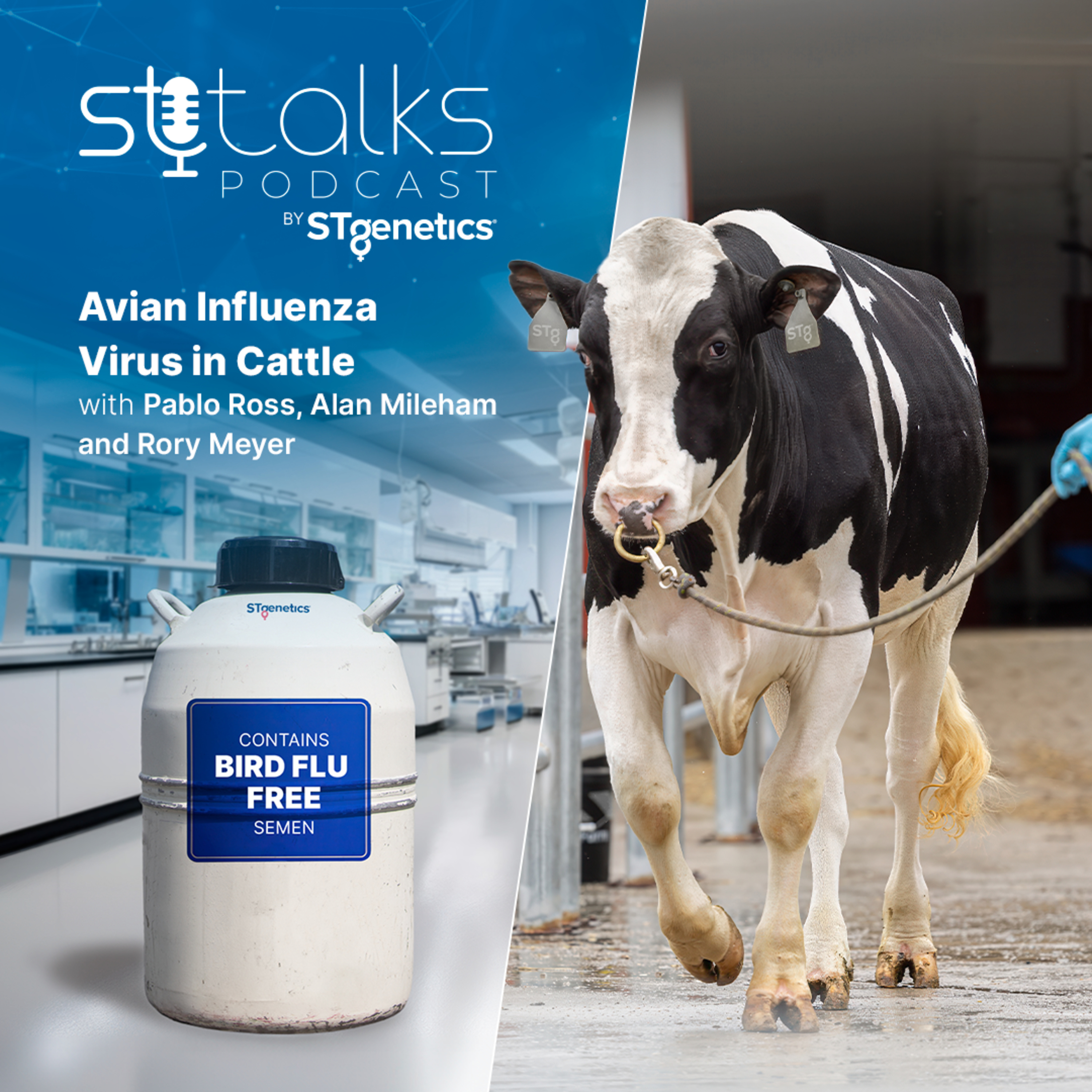 STtalks #167 - Avian Influenza Virus in Cattle with Pablo Ross, Alan Mileham and Rory Meyer episode artwork