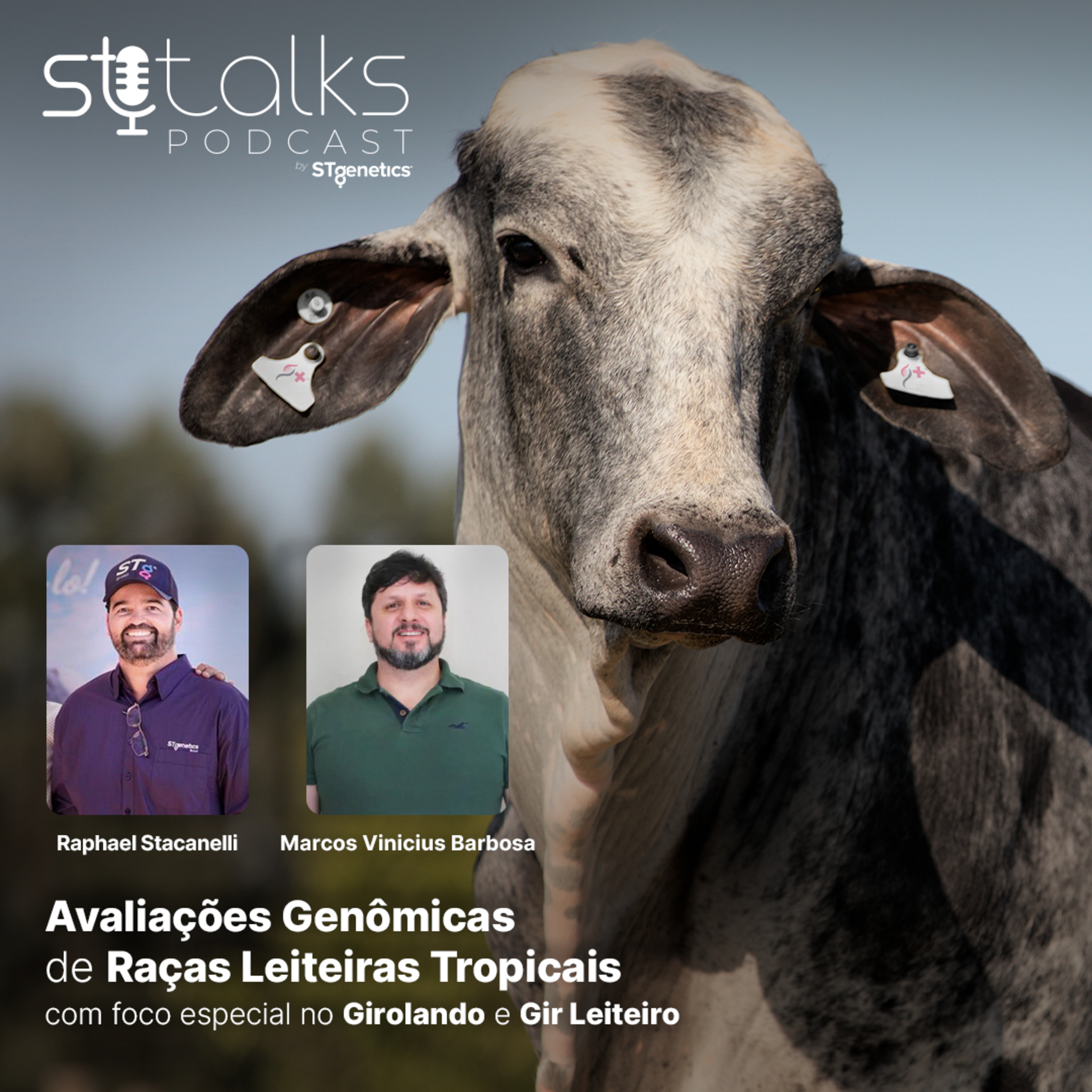 STtalks #180 - Avaliações Genômicas de Raças Leiteiras Tropicais com foco especial no Girolando e Gir Leiteiro episode artwork