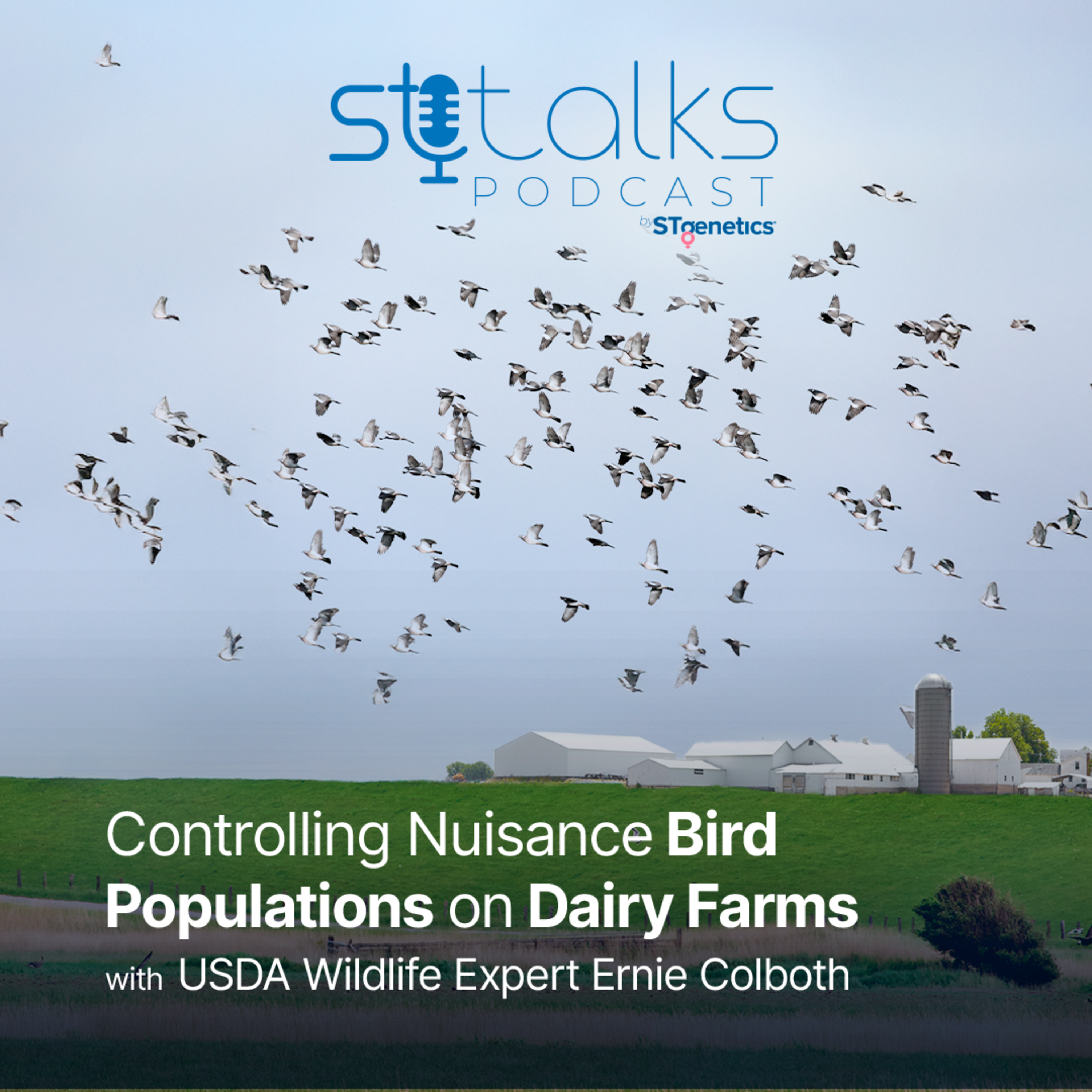 STtalks #238 - Controlling Nuisance Bird Populations on Dairy Farms with USDA Wildlife Expert Ernie Colboth episode artwork