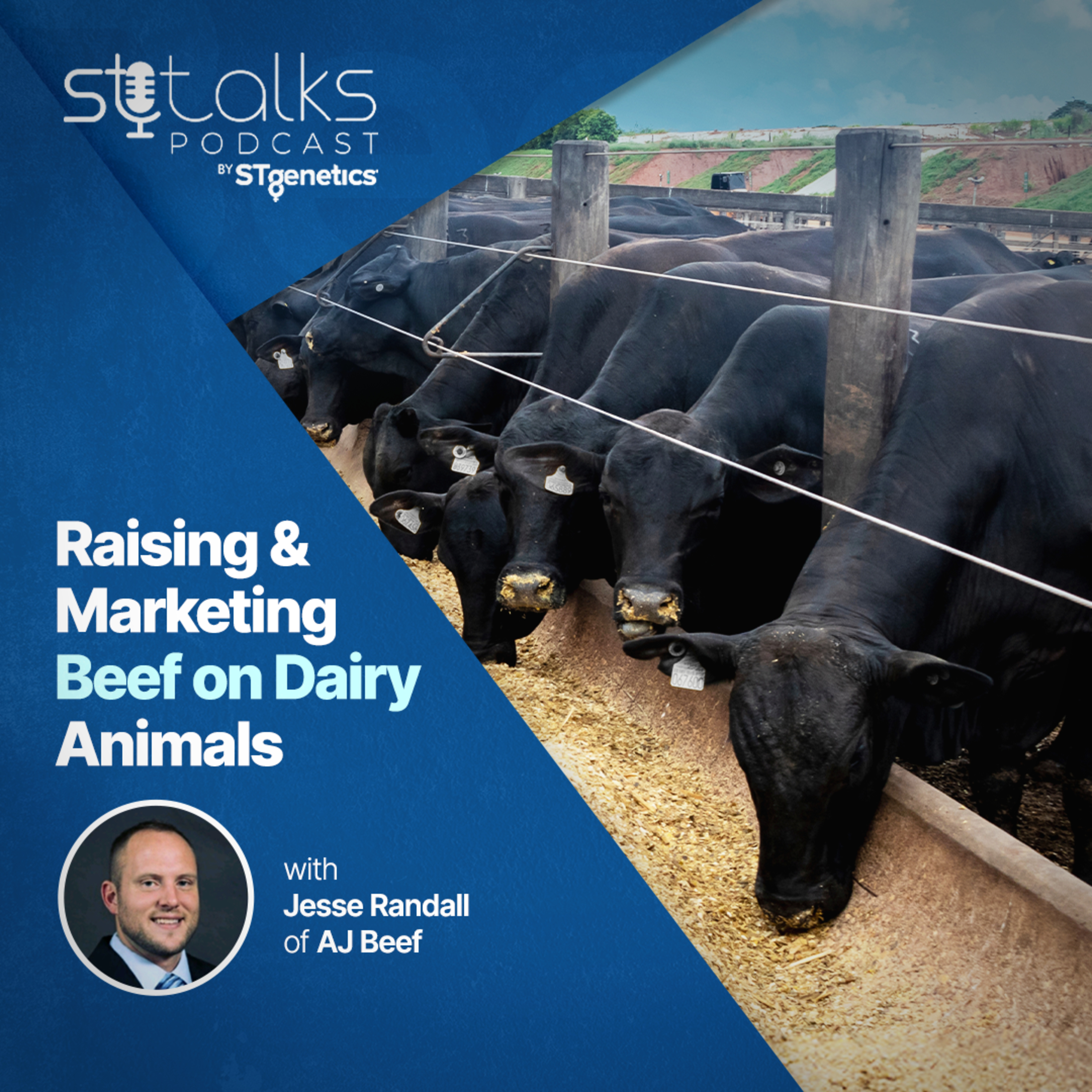 STtalks #281 - Raising & Marketing Beef on Dairy Animals with Jesse Randall of AJ Beef episode artwork