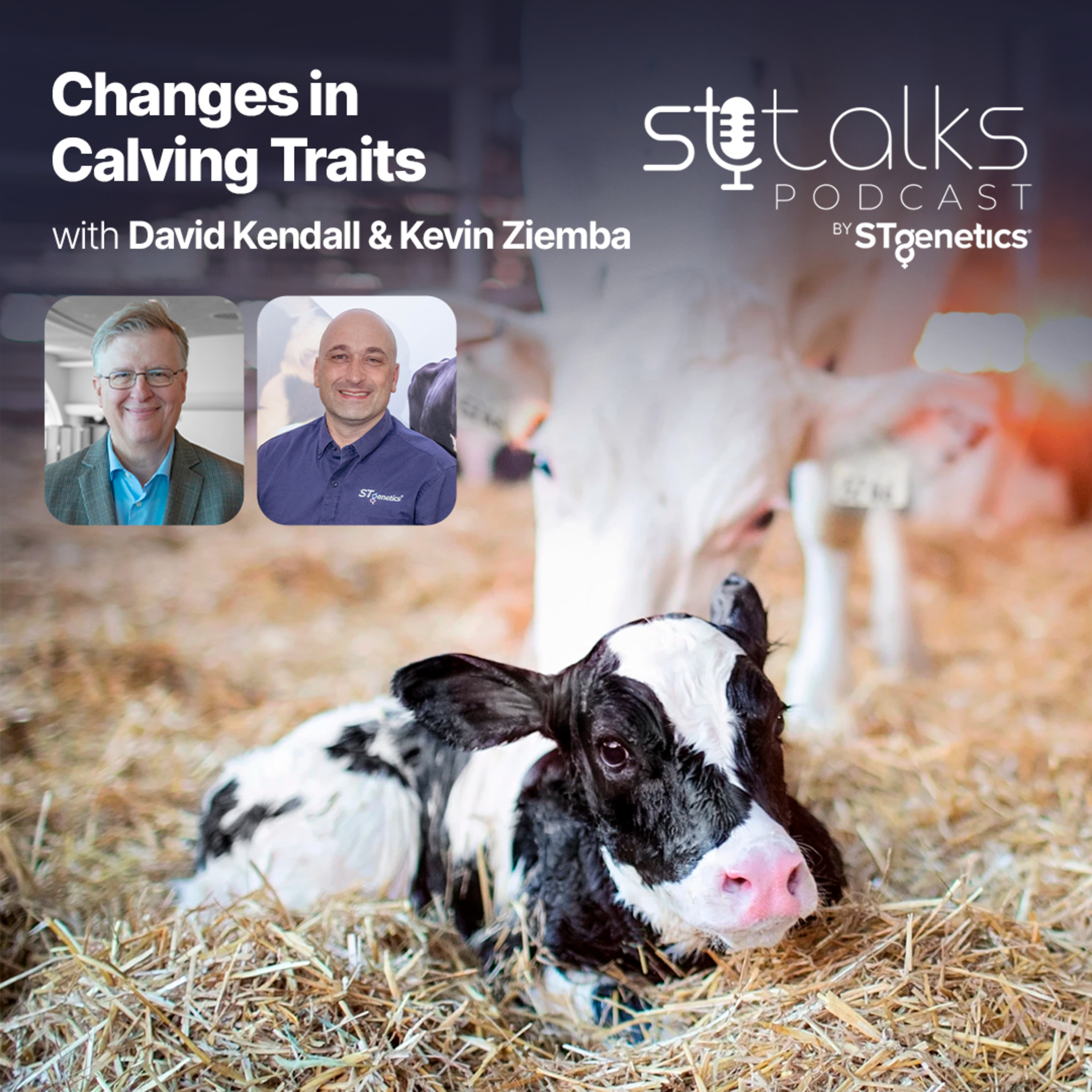 STtalks #316 - Changes in Calving Traits with David Kendall & Kevin Ziemba