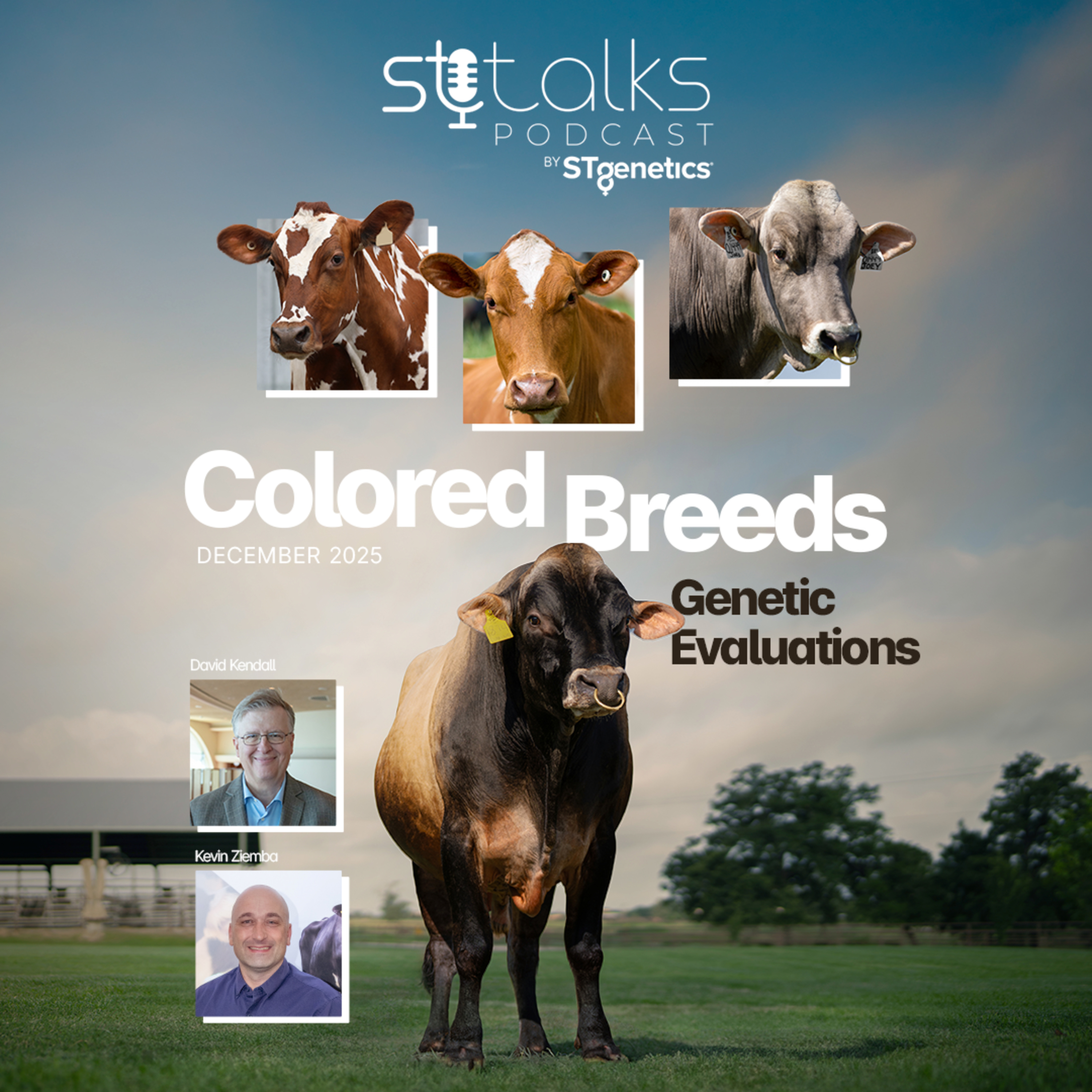 STtalks #356 - Colored Breeds December 2025 Genetic Evaluations with Kevin Ziemba & David Kendall episode artwork