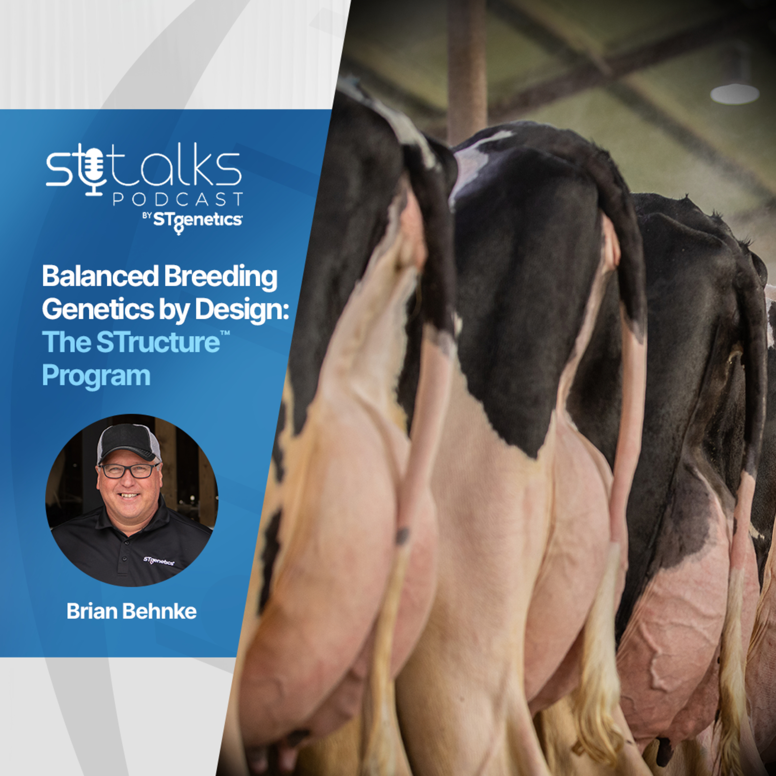 STtalks #360 - Balanced Breeding Genetics by Design: The STructure™ Program with Brian Behnke episode artwork