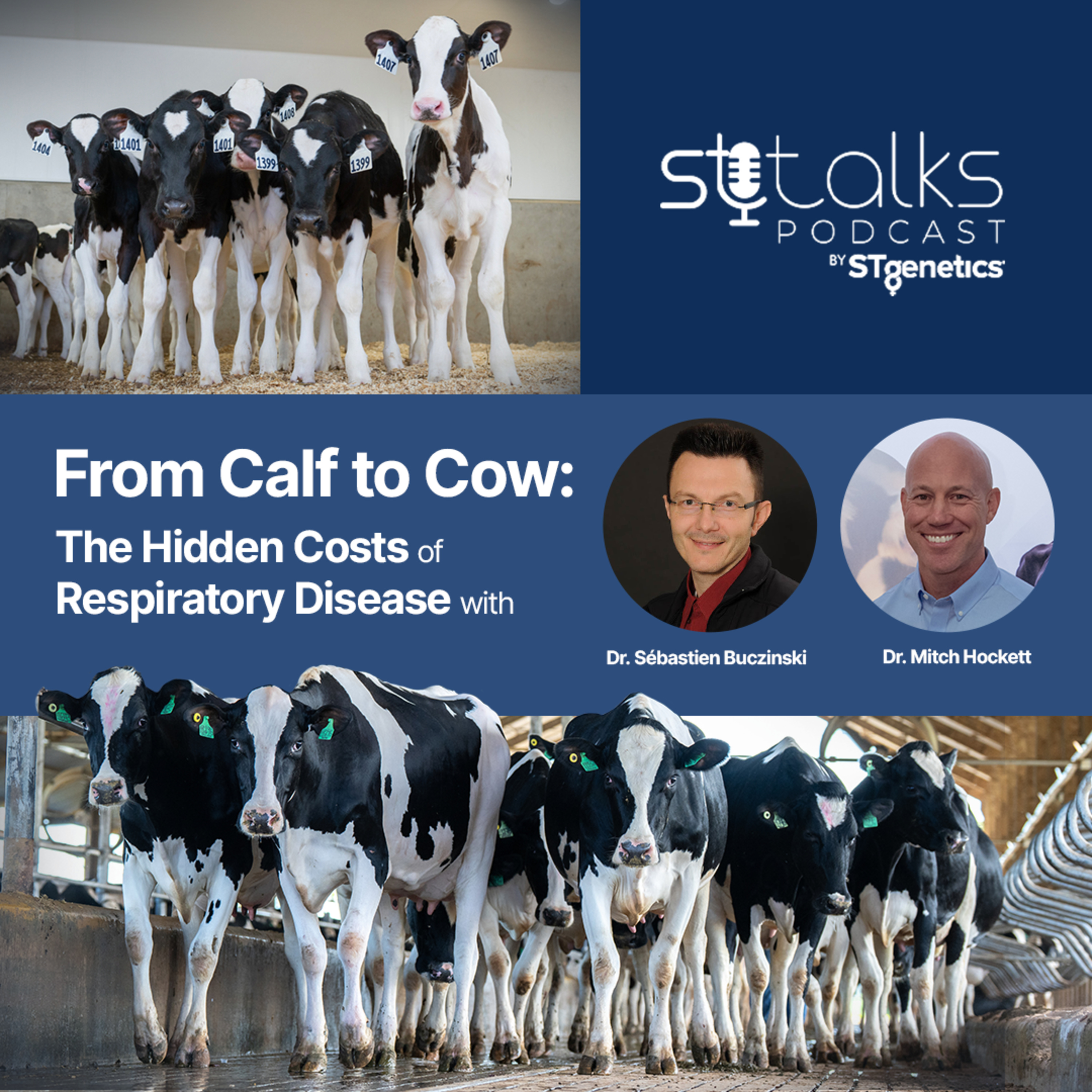 STtalks #363 - From Calf to Cow: The Hidden Costs of Respiratory Disease with Dr. Sébastien Buczinski & Dr. Mitch Hockett  episode artwork