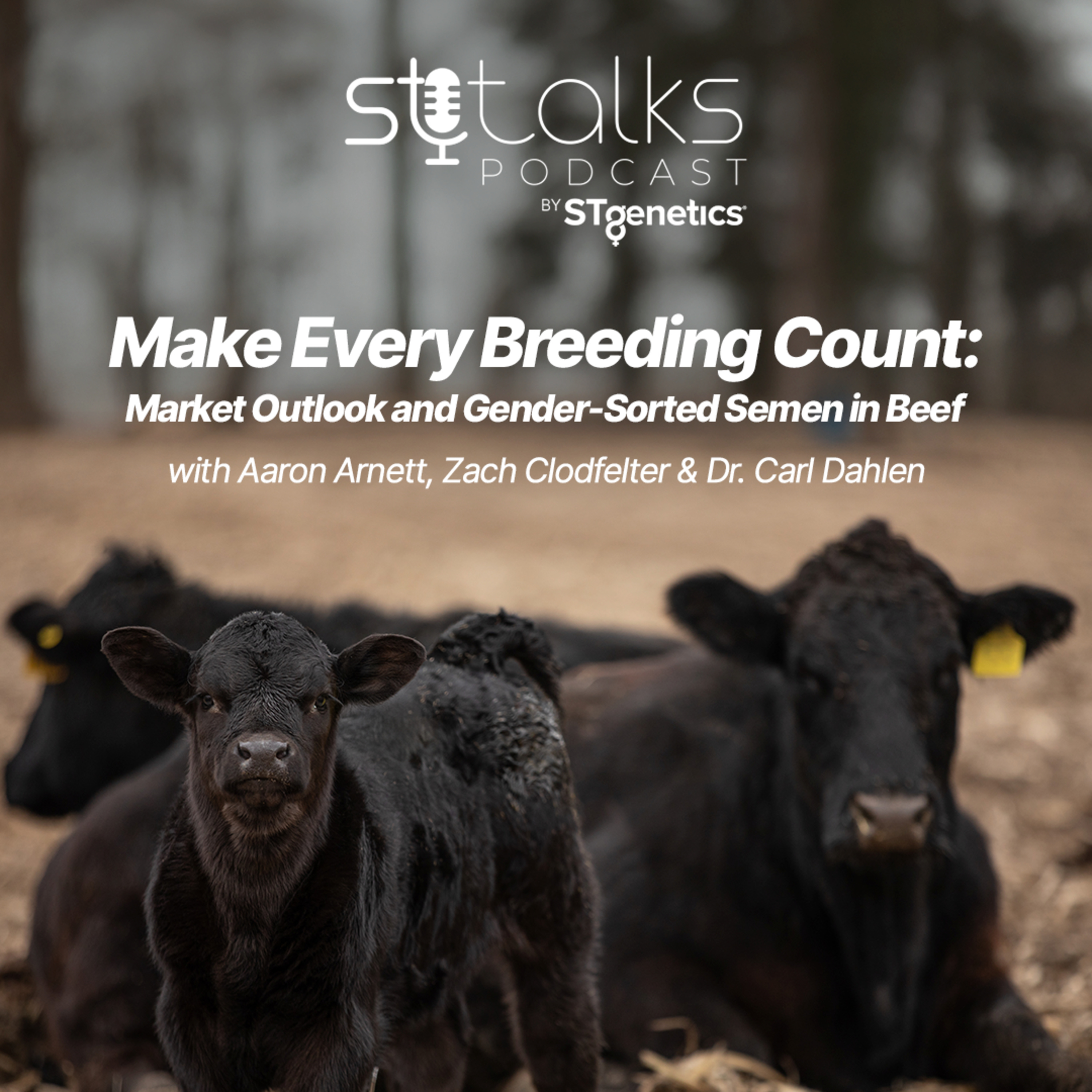 STtalks #369 - Make Every Breeding Count: Market Outlook and Gender-Sorted Semen in Beef with Aaron Arnett, Zach Clodfelter & Dr. Carl Dahlen episode artwork
