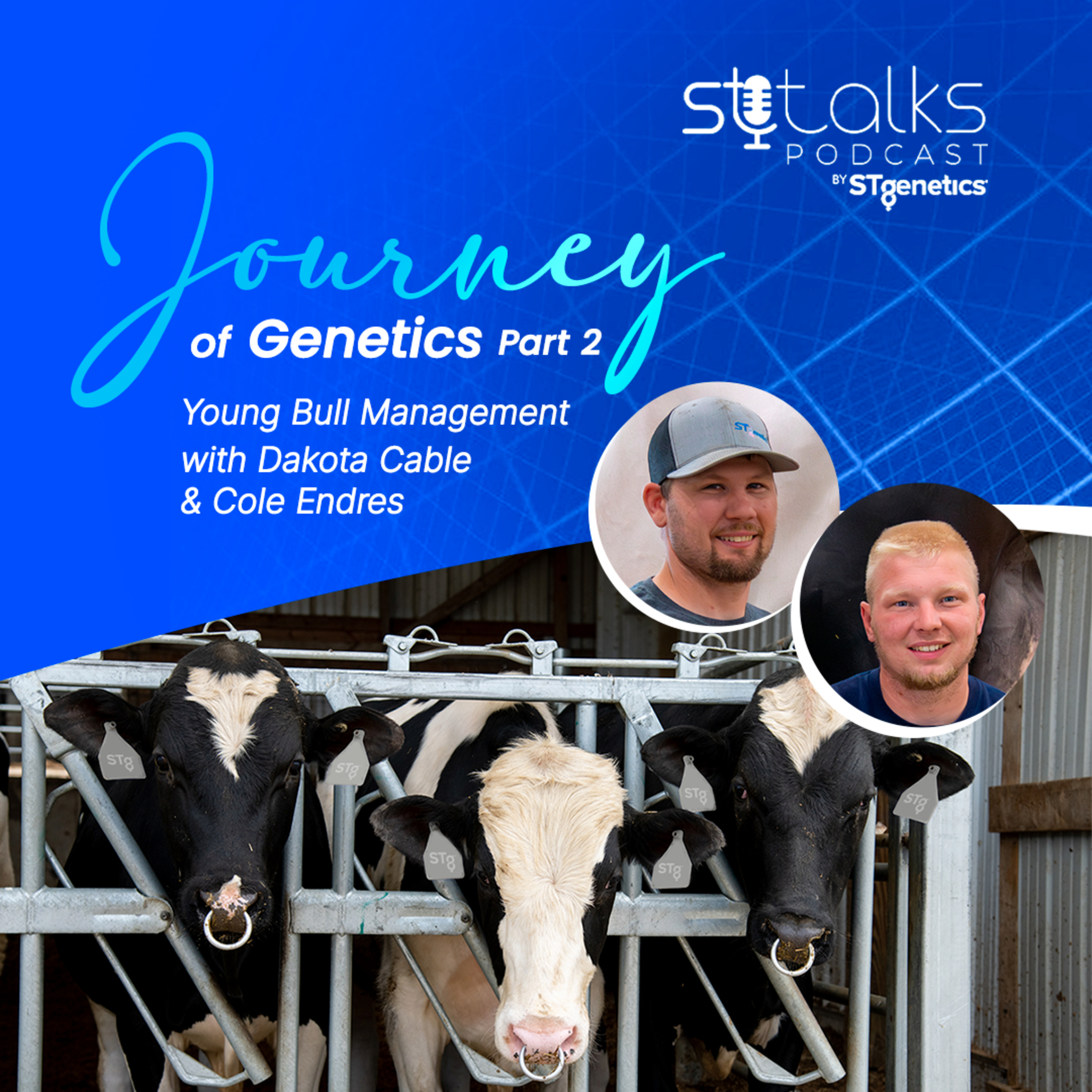 STtalks #372 - Journey of Genetics Part 2: Young Bull Management with Dakota Cable & Cole Endres episode artwork