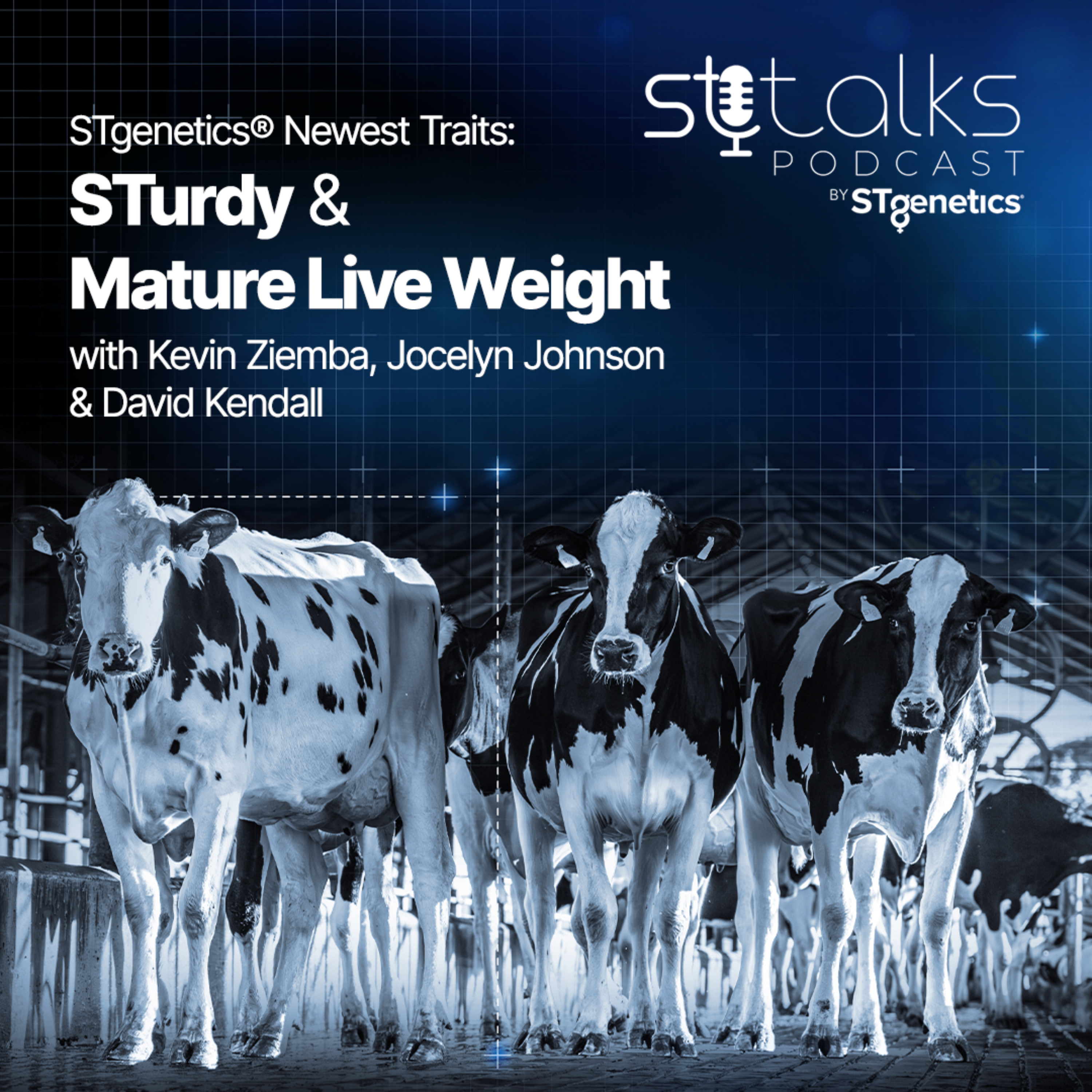 STtalks #385 - STgenetics® Newest Traits: STurdy & Mature Live Weight with Kevin Ziemba, Jocelyn Johnson & David Kendall episode artwork