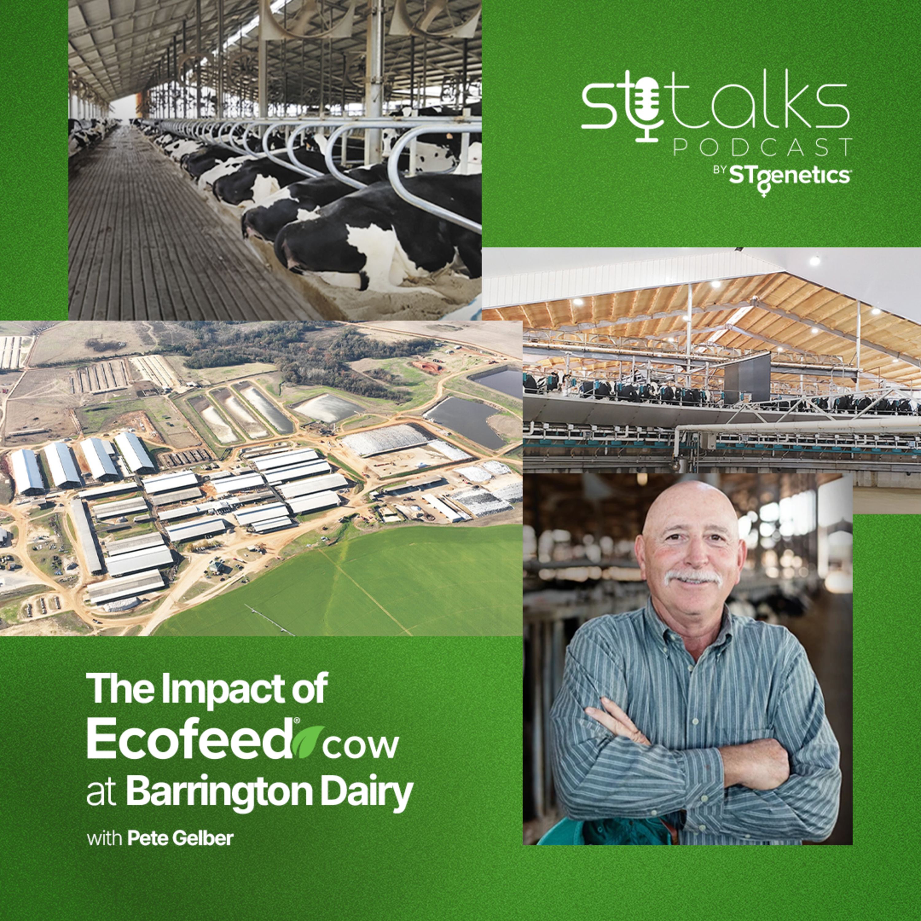 STtalks #391 - The Impact of EcoFeed®cow at Barrington Dairy with Pete Gelber episode artwork