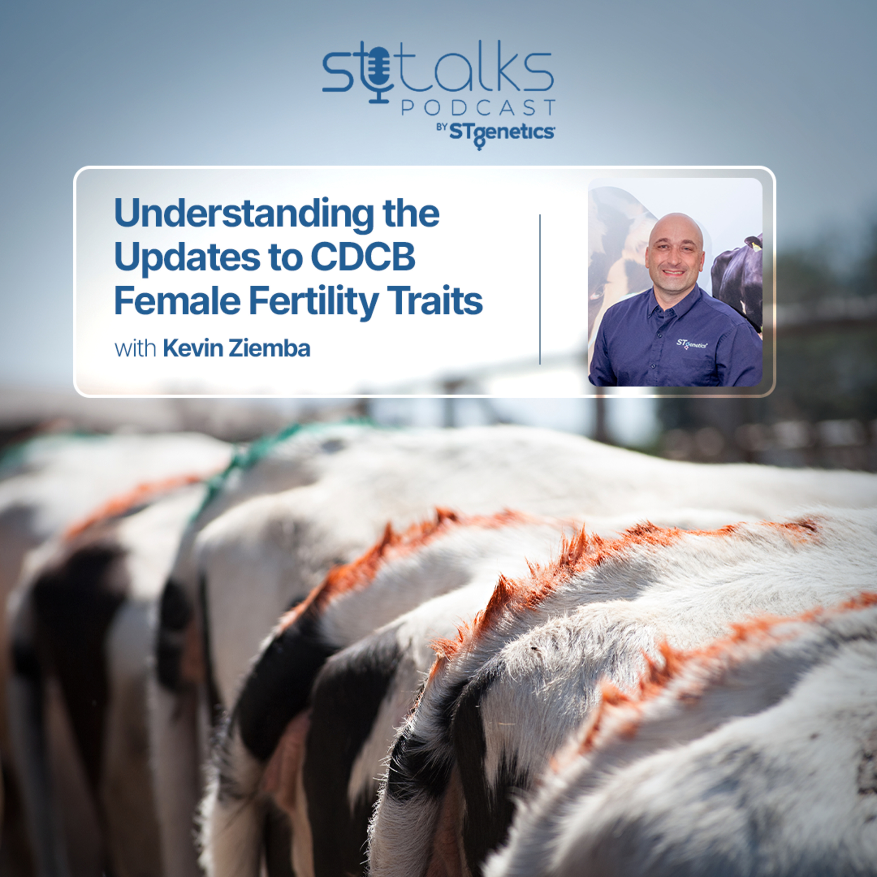 STtalks #403 - Understanding the Updates to CDCB Female Fertility Traits with Kevin Ziemba episode artwork