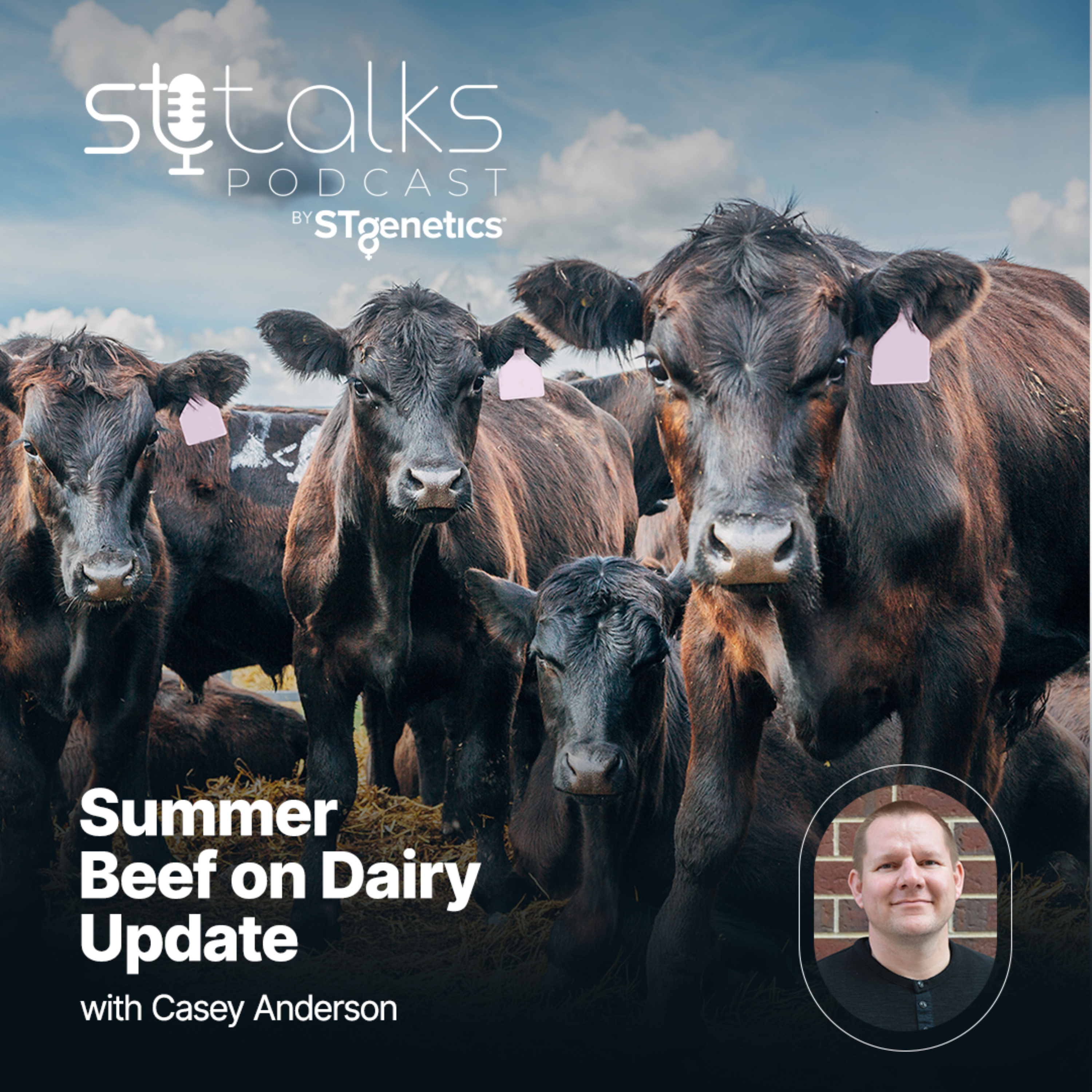 STtalks #404 - Summer Beef on Dairy Update with Casey Anderson episode artwork