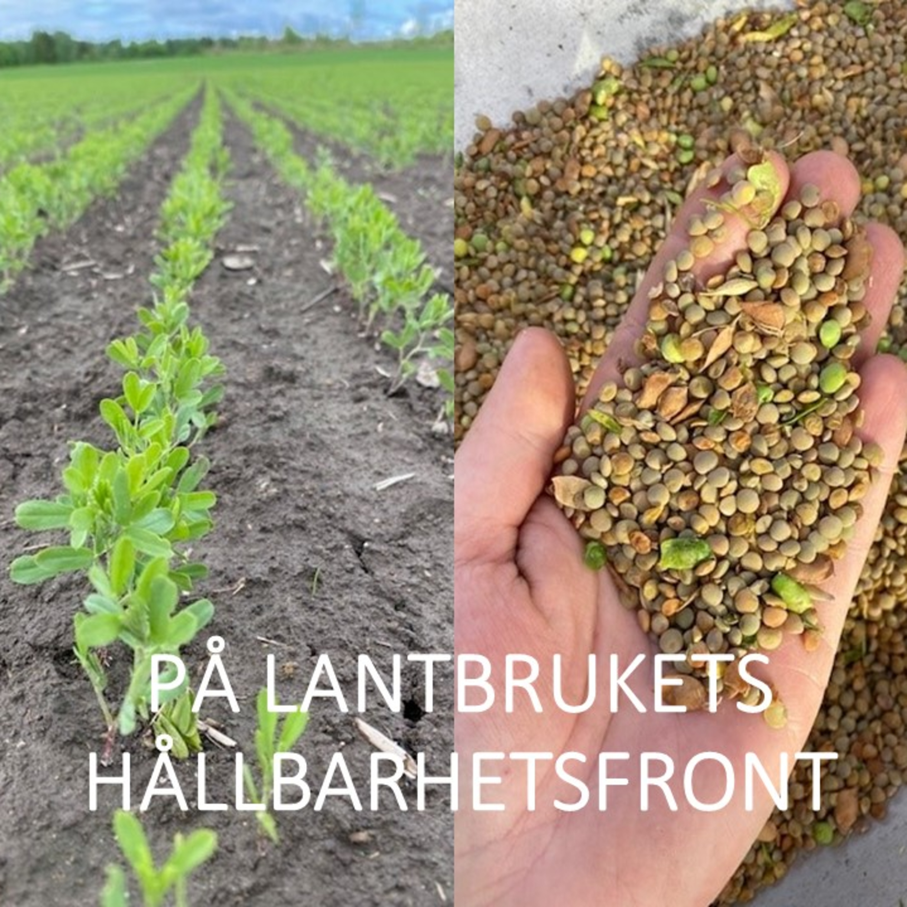 ERSÄTTA IMPORTERADE LINSER MED SVENSKODLADE – GÅR DET?