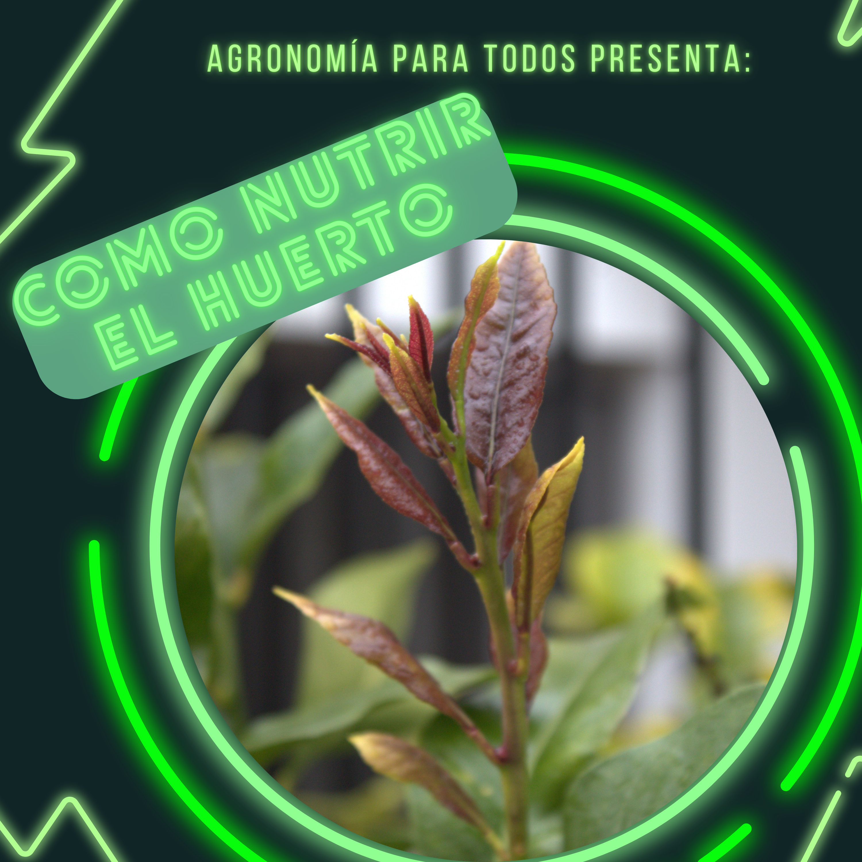 Como nutrir nuestro huerto 👨‍🌾 episode artwork