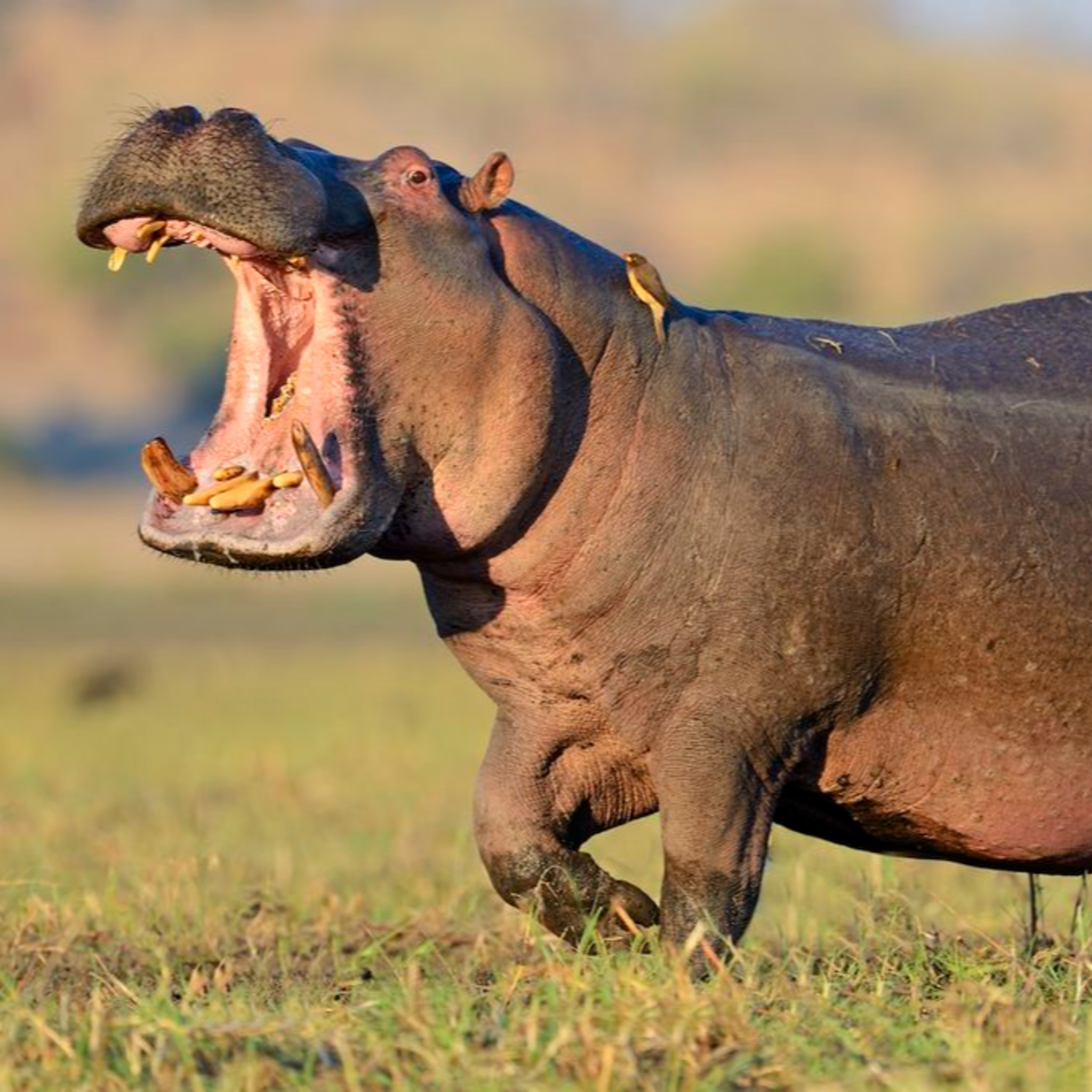 Slaapstories Vir Grootmense