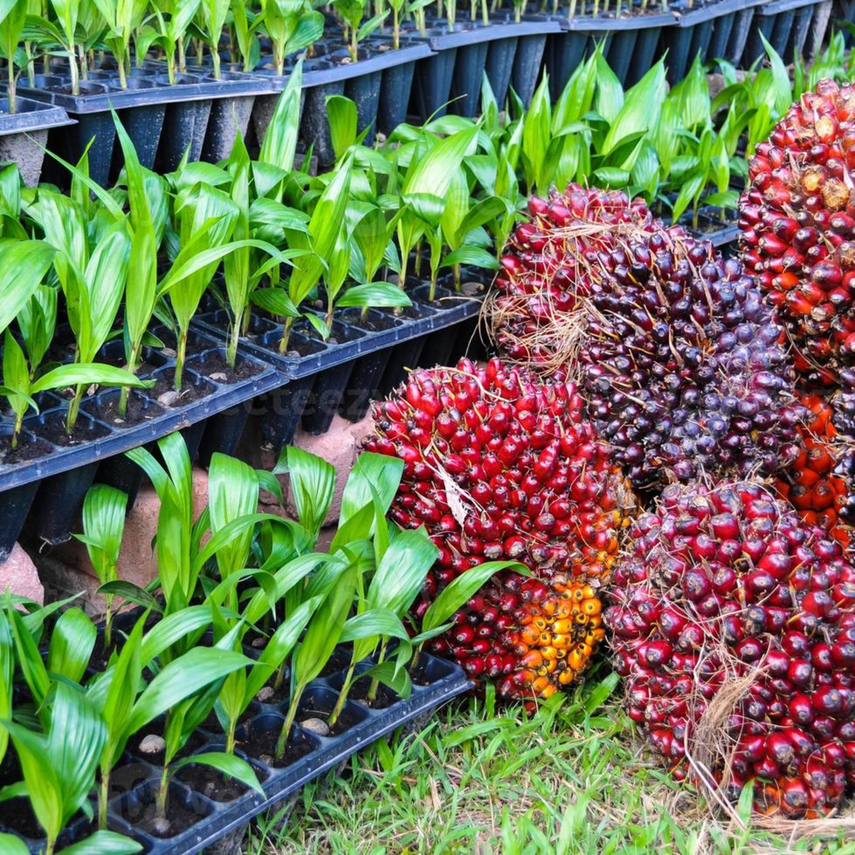 Buenas Prácticas Agrícolas
