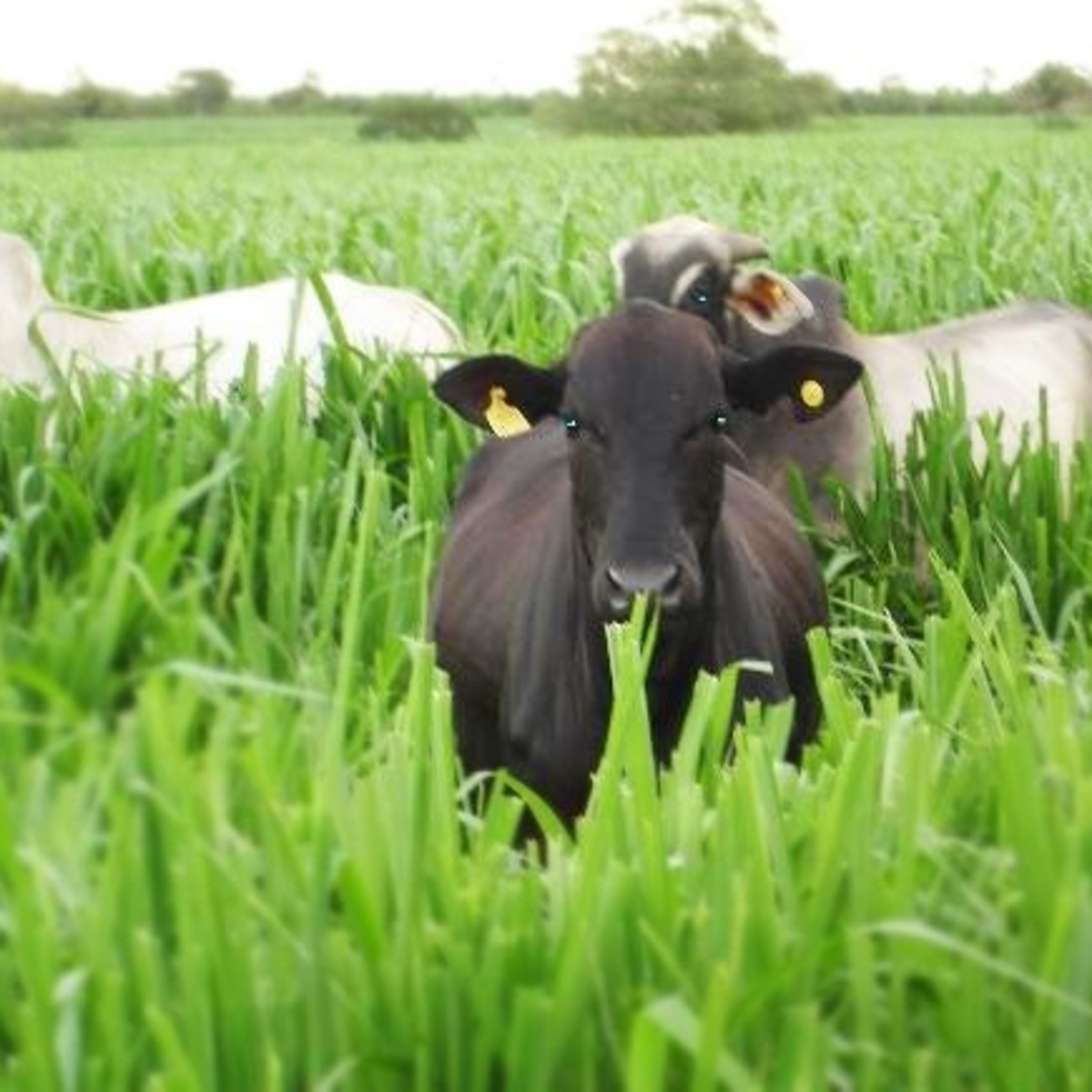 Buenas Prácticas Agrícolas