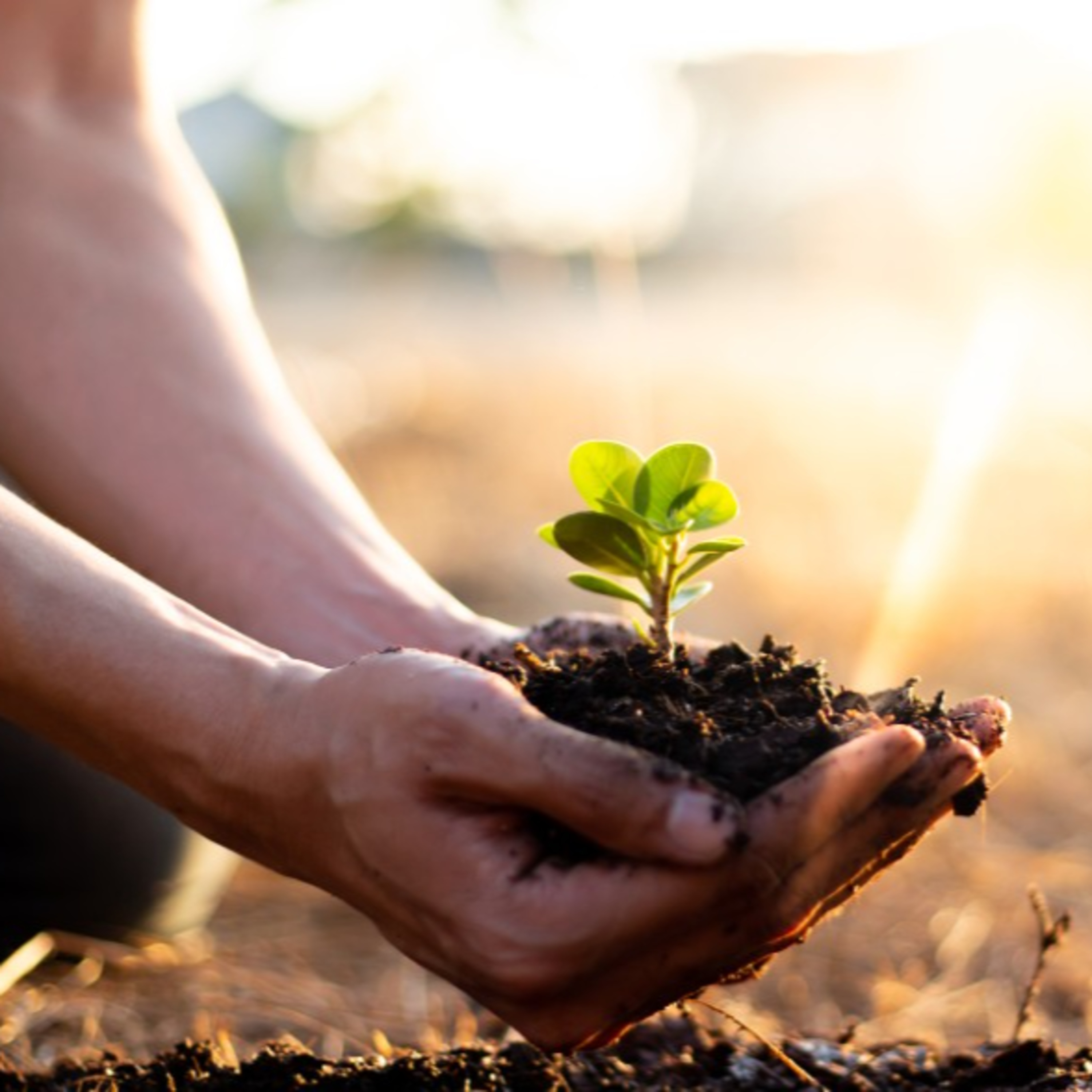 Buenas Prácticas Agrícolas