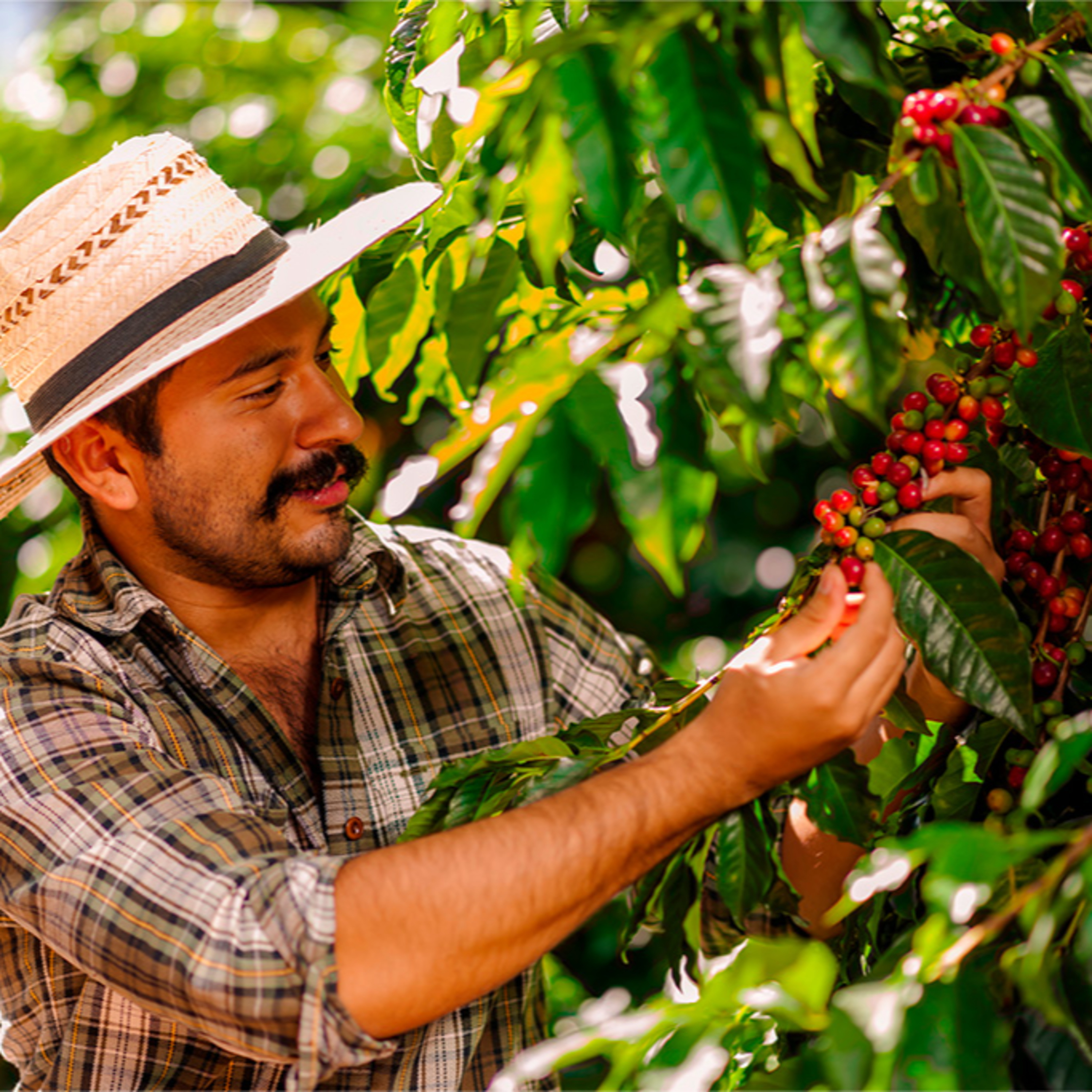 Buenas Prácticas Agrícolas