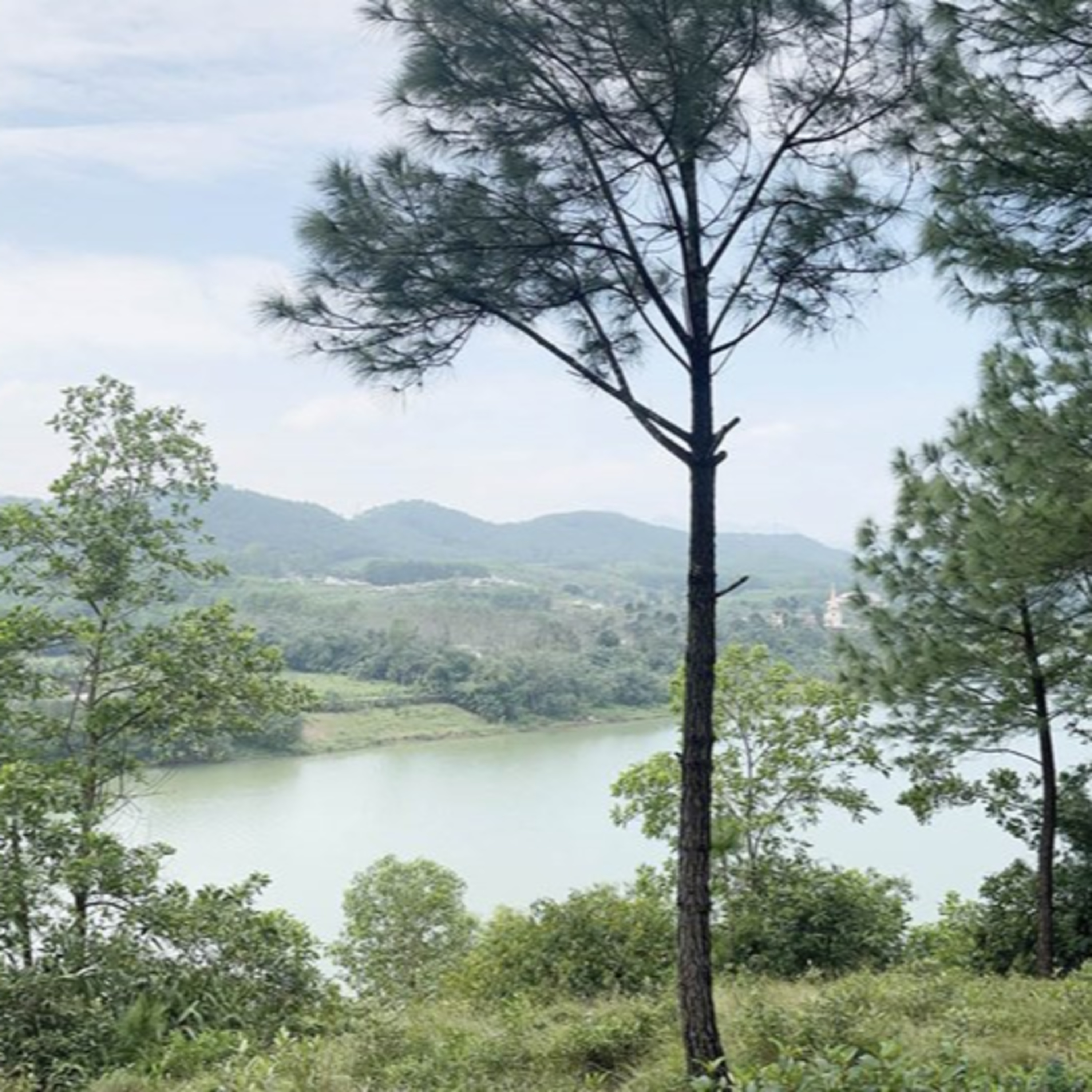 Tài nguyên môi trường - Người trồng rừng ngóng chờ thị trường tín chỉ carbon episode artwork