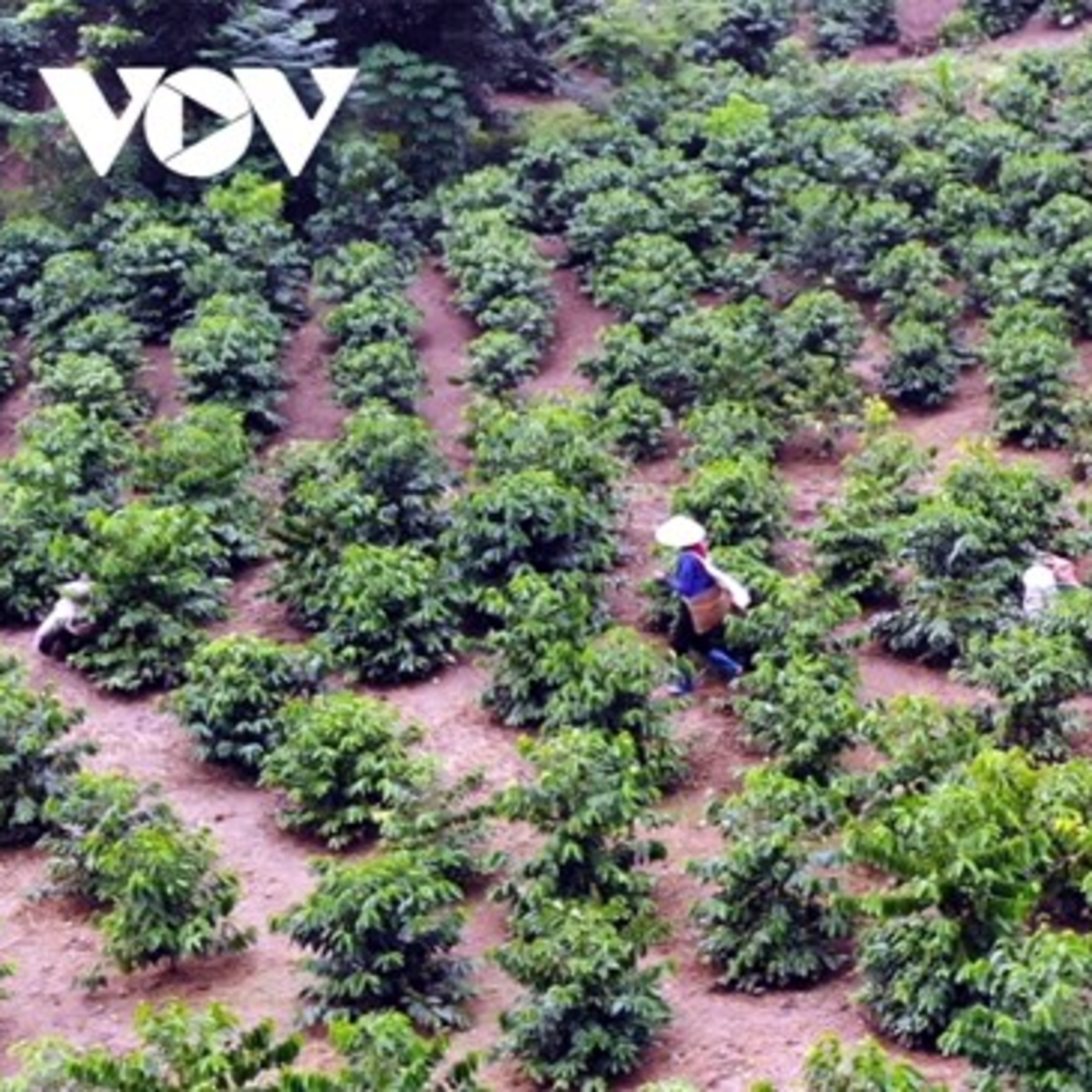 Tài nguyên môi trường - Luật đất đai 2024: “Cởi trói” cho các địa phương trong chuyển mục đích sử dụng đất  episode artwork