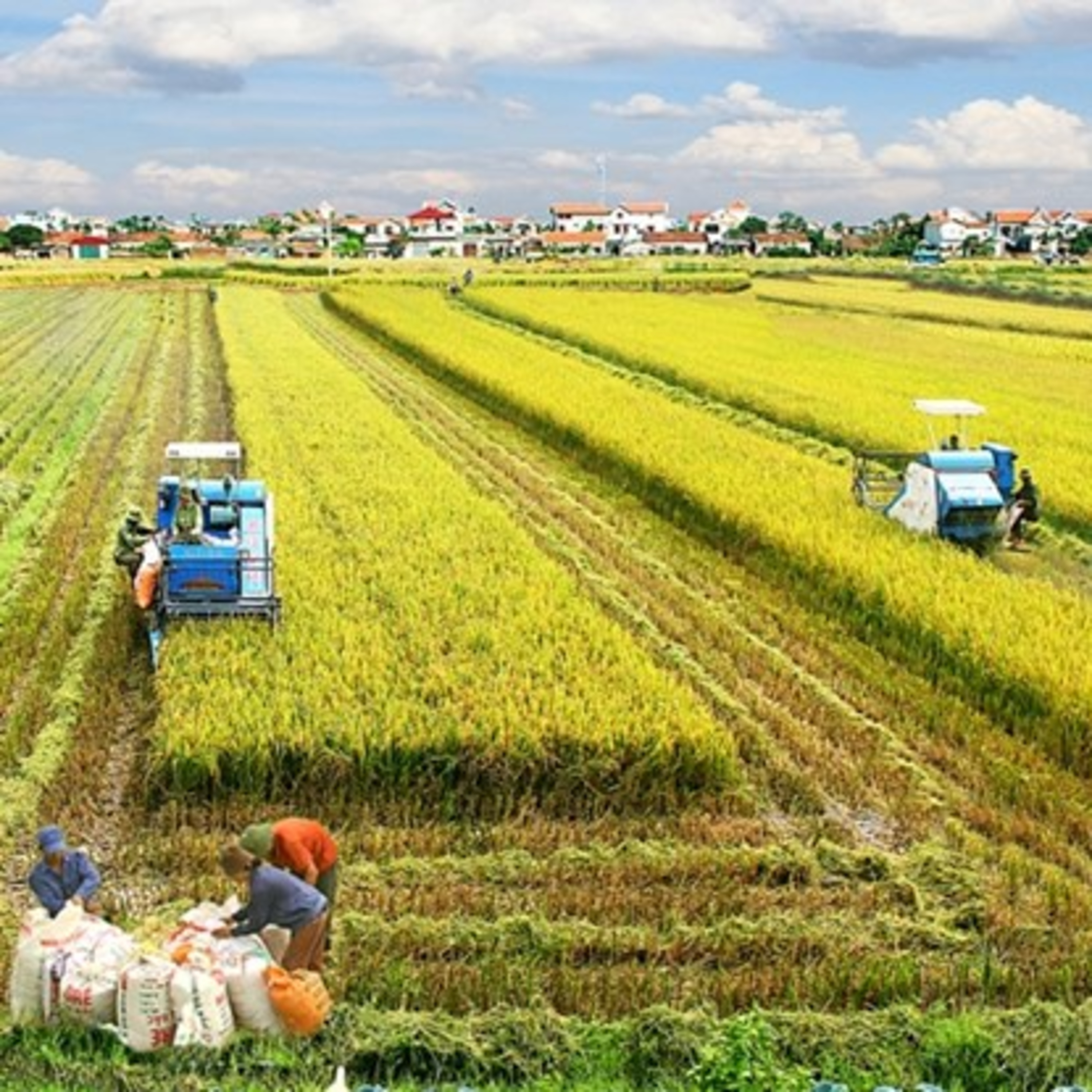 Chuyển đổi xanh - ĐBSCL: Trồng lúa giảm phát thải, hướng đến nông nghiệp xanh  episode artwork