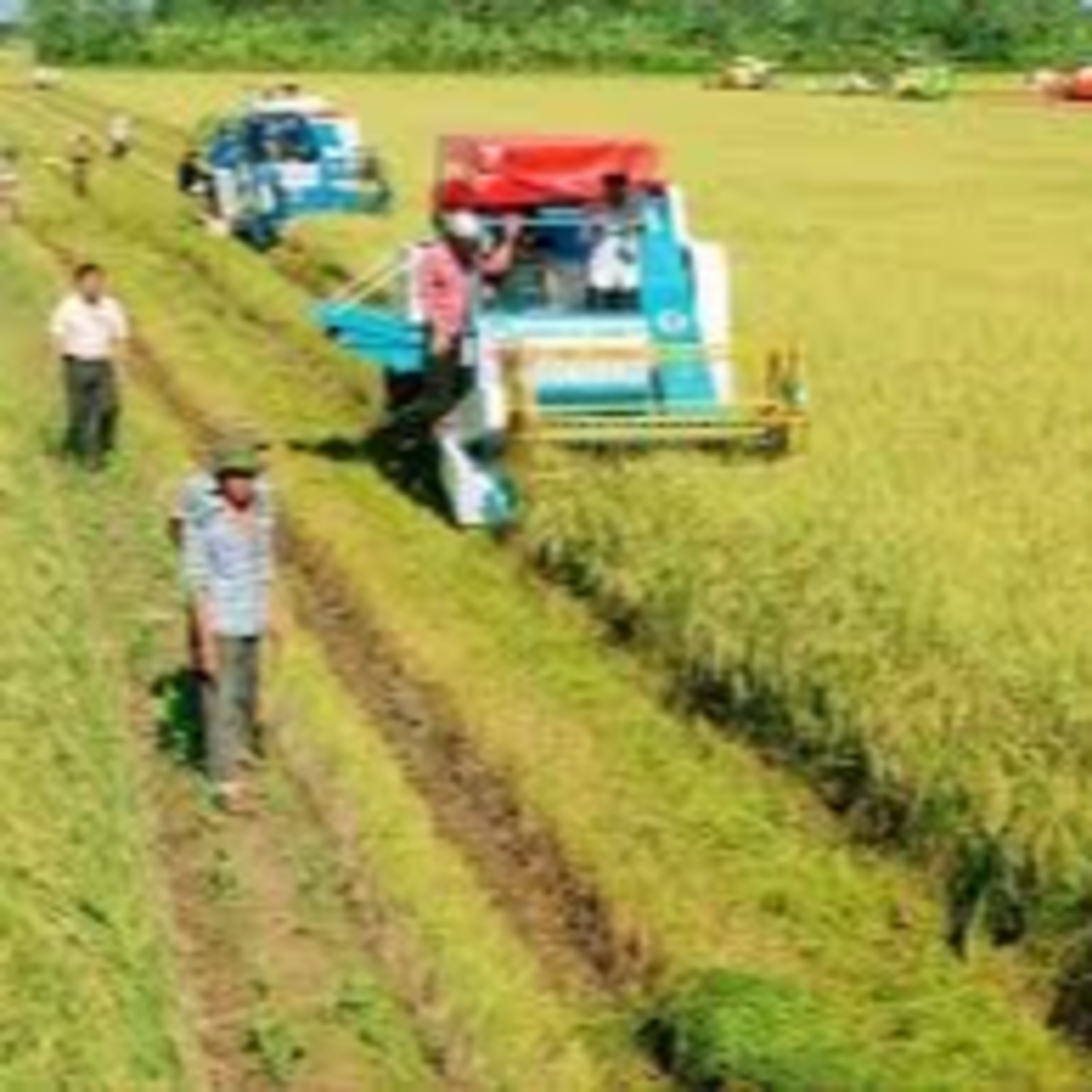 Chuyển đổi xanh - Chương trình khoa học và công nghệ phục vụ phát triển bền vững vùng Đồng bằng sông Cửu Long episode artwork