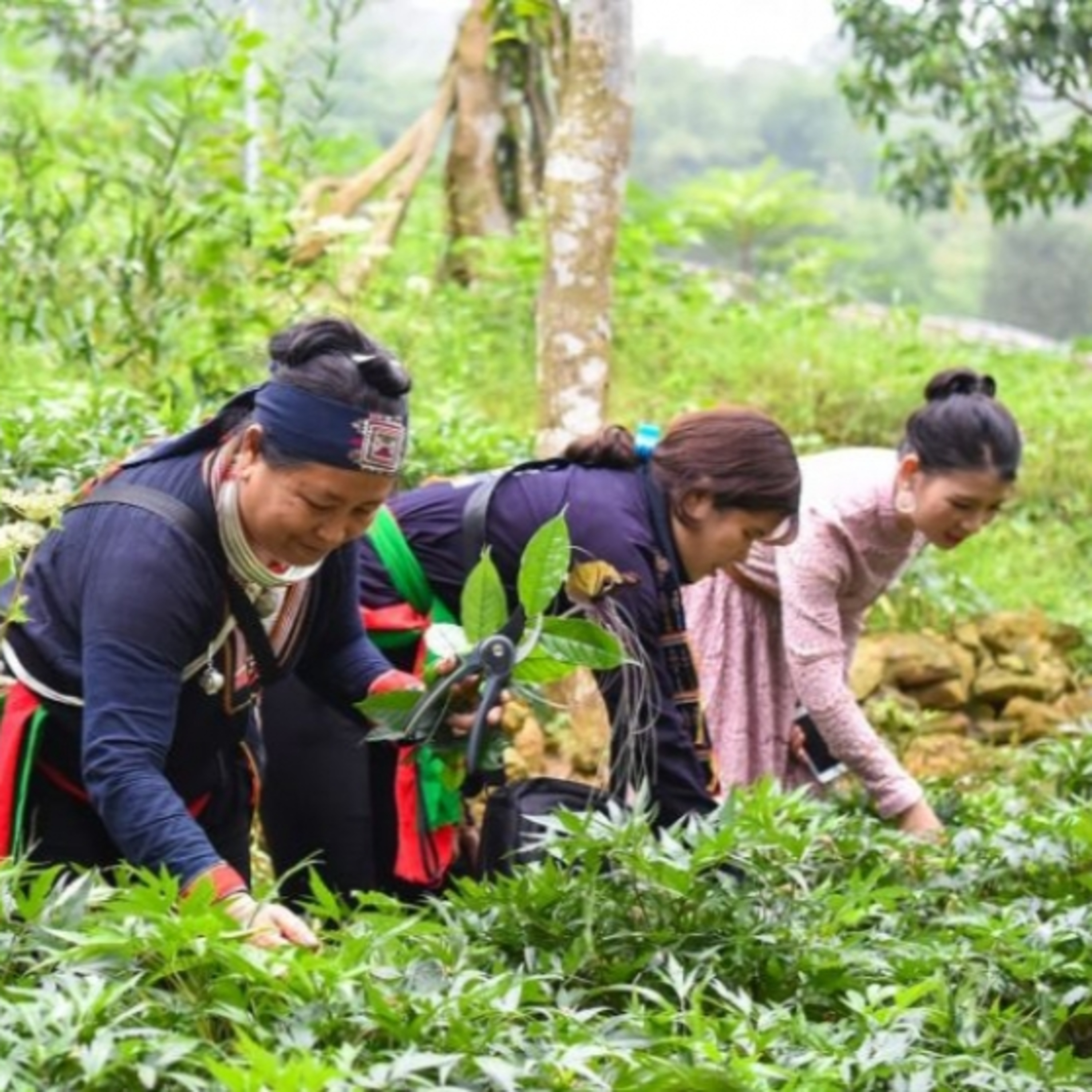 Chuyển đổi xanh - Khắc phục khó khăn, phát triển vùng dược liệu đa dạng và bền vững episode artwork