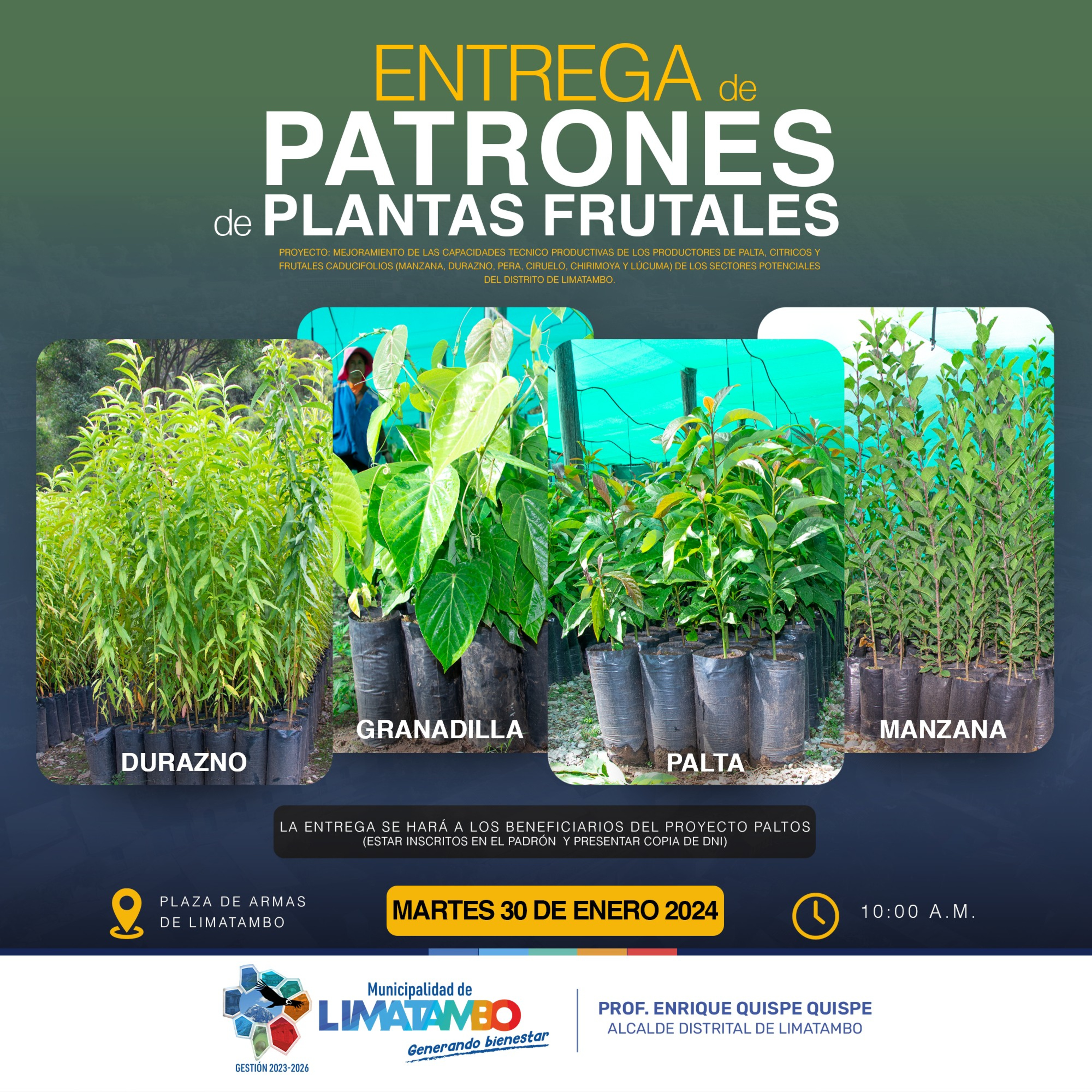 🥑📻 Participa sub gerente de desarrollo económico de la MDL. ING. Edgar Supa ENTREGA DE PATRONES DE PLANTAS FRUTALES A LOS BENEFICIARIOS DEL PROYECTO PALTOS, CÍTRICOS Y FRUTALES  episode artwork