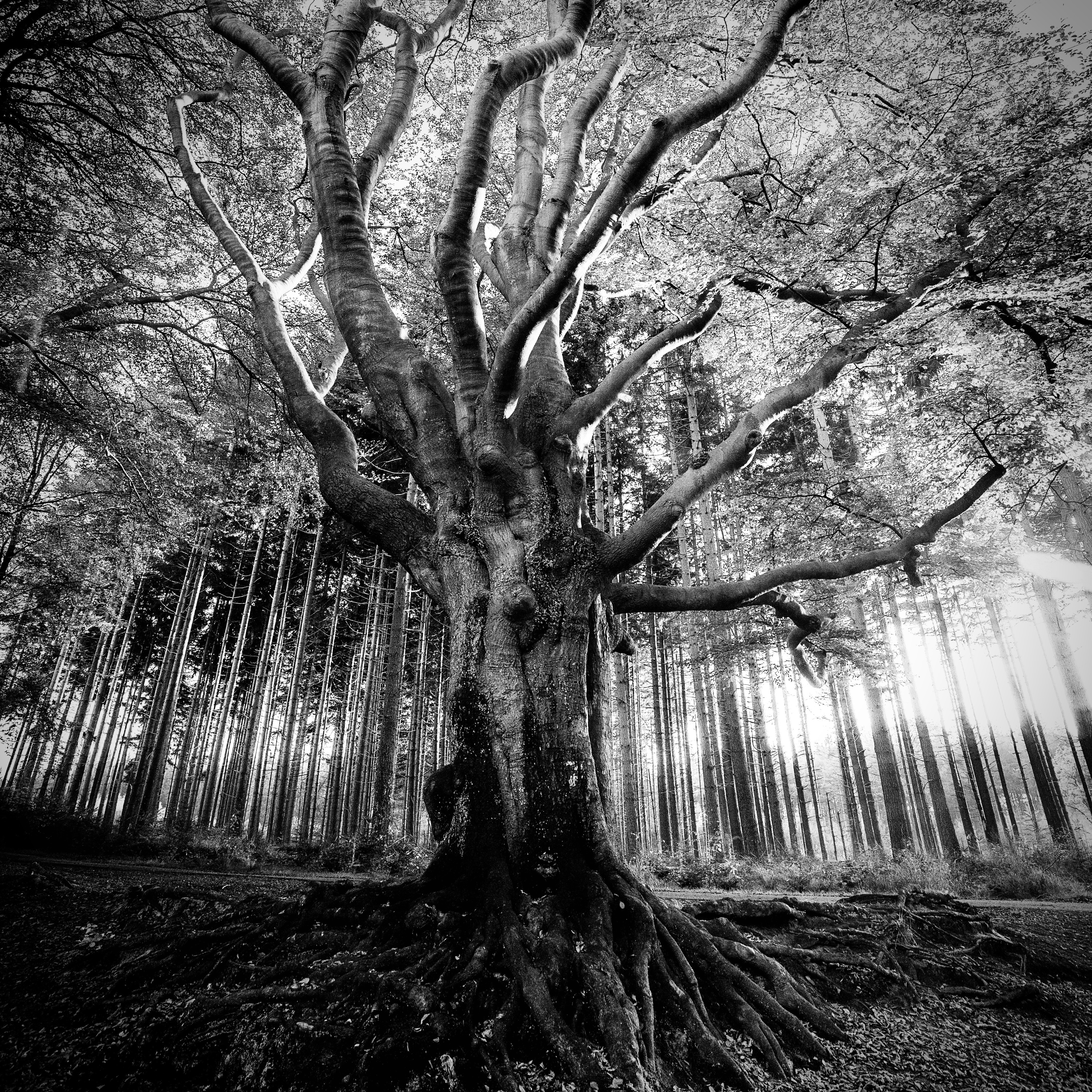 aquele que habita os céus sorri