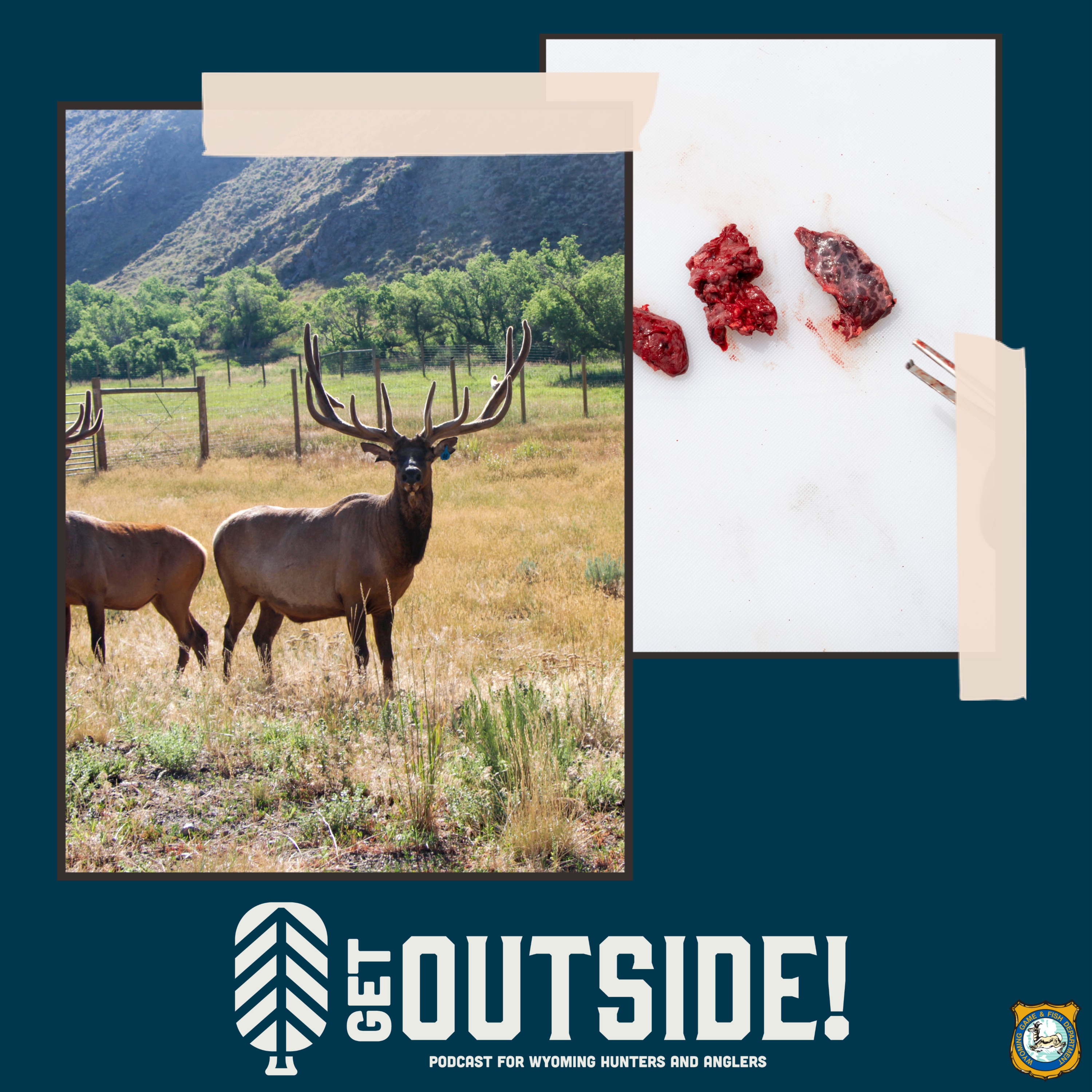 Carcass transport rules critical in Wyoming CWD fight episode artwork