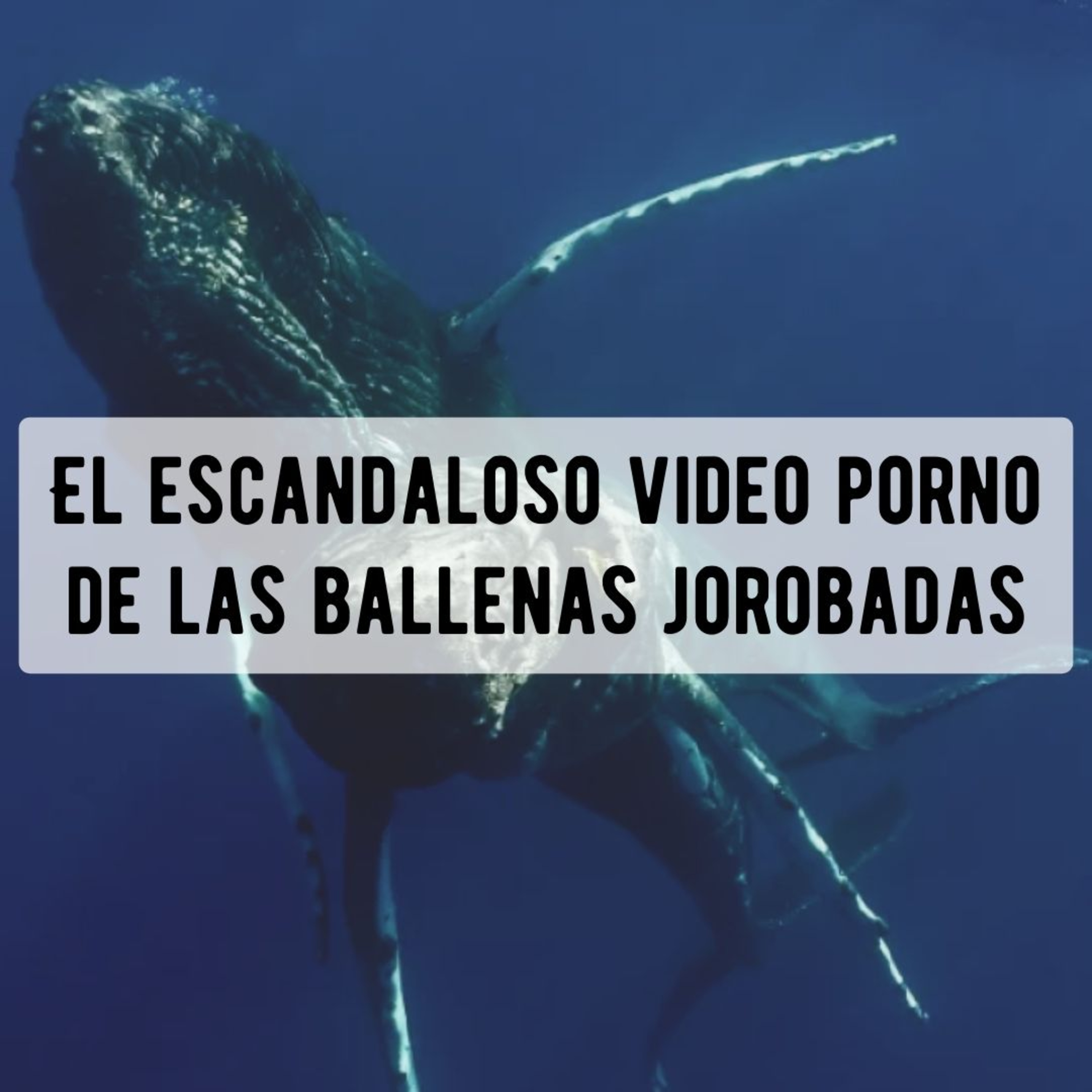 El escandaloso video porno de las ballenas jorobadas