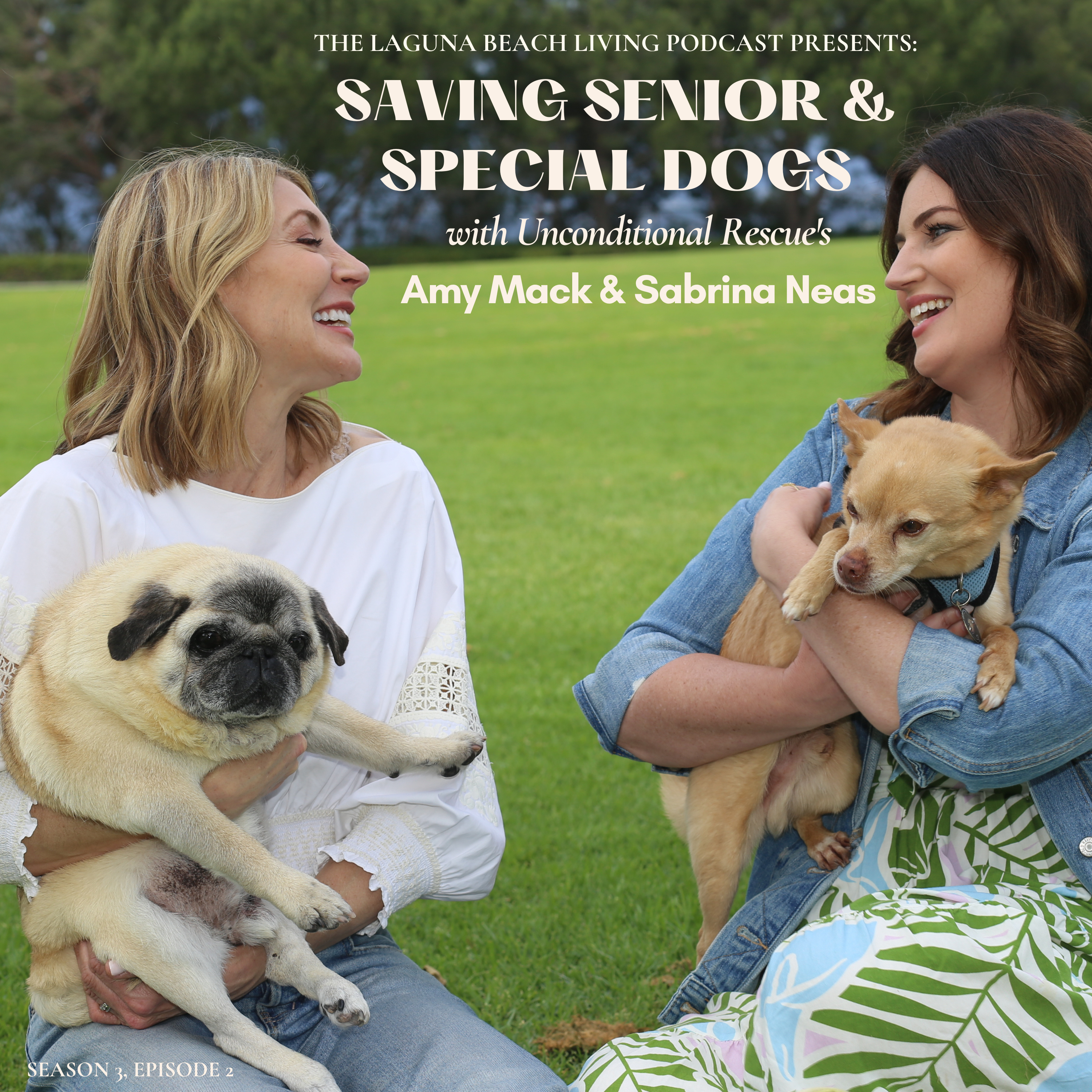 Saving Senior and Special Dogs with Unconditional Rescue