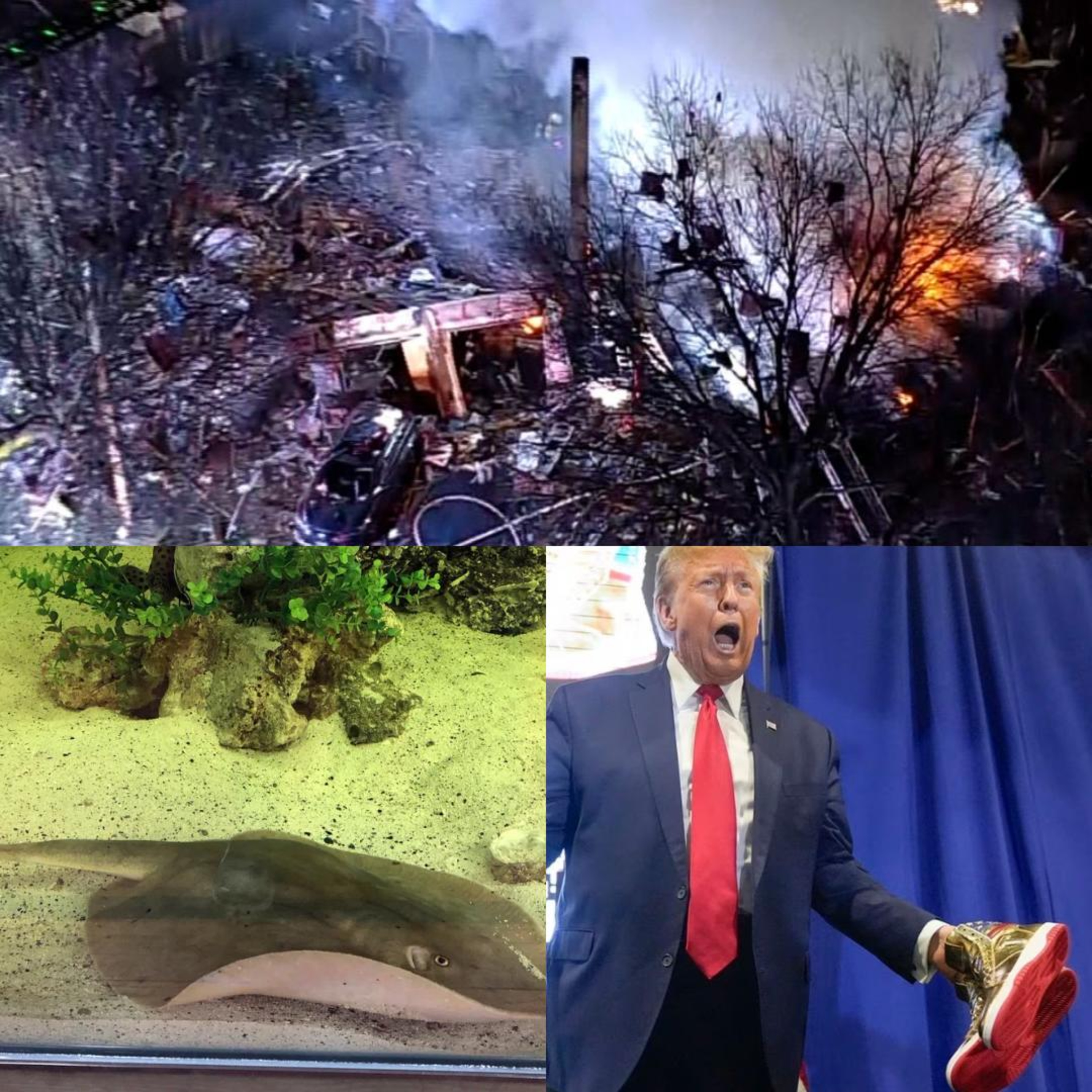 Virginia, Charlotte, & Trump