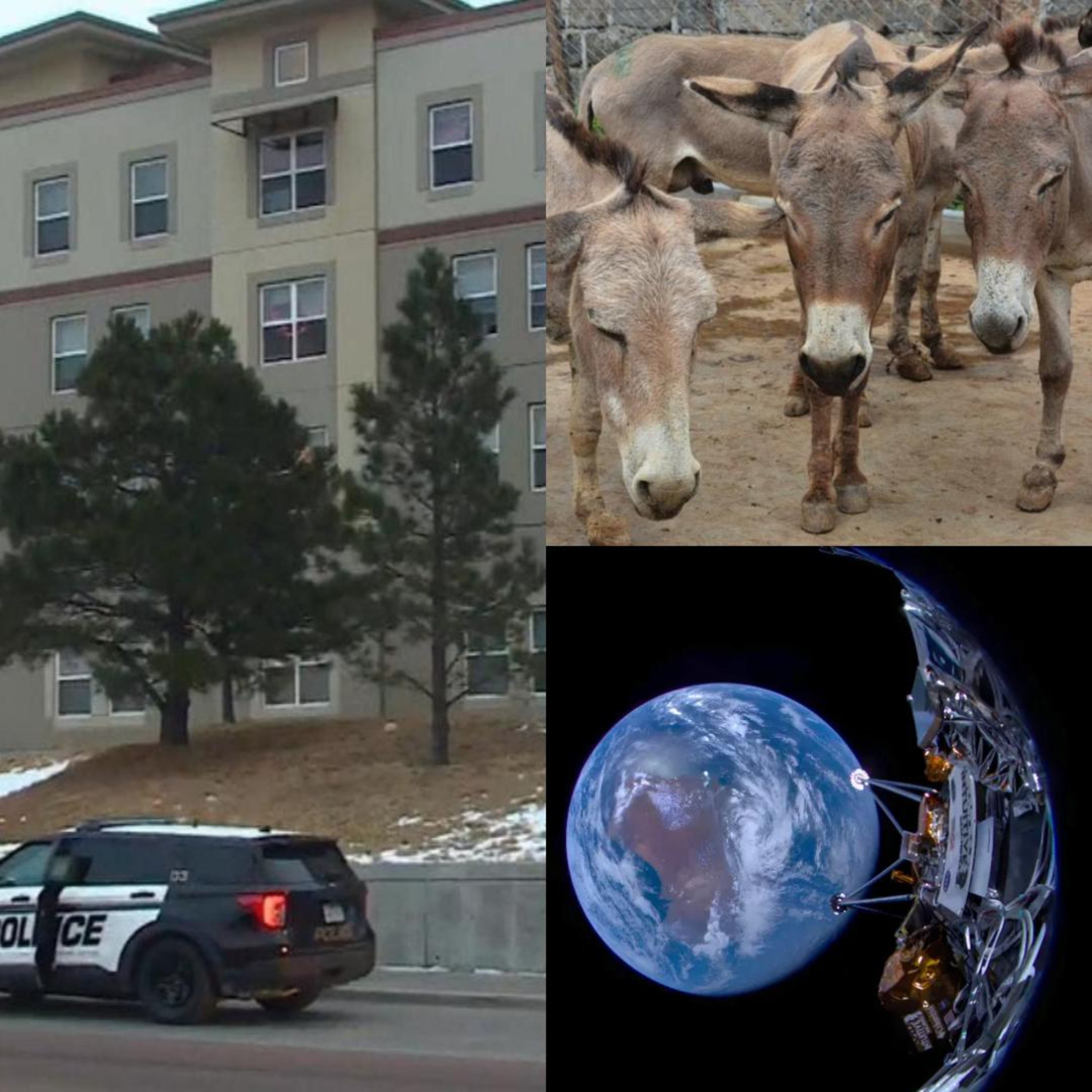 Colorado, The Donkey Sanctuary, & Odysseus