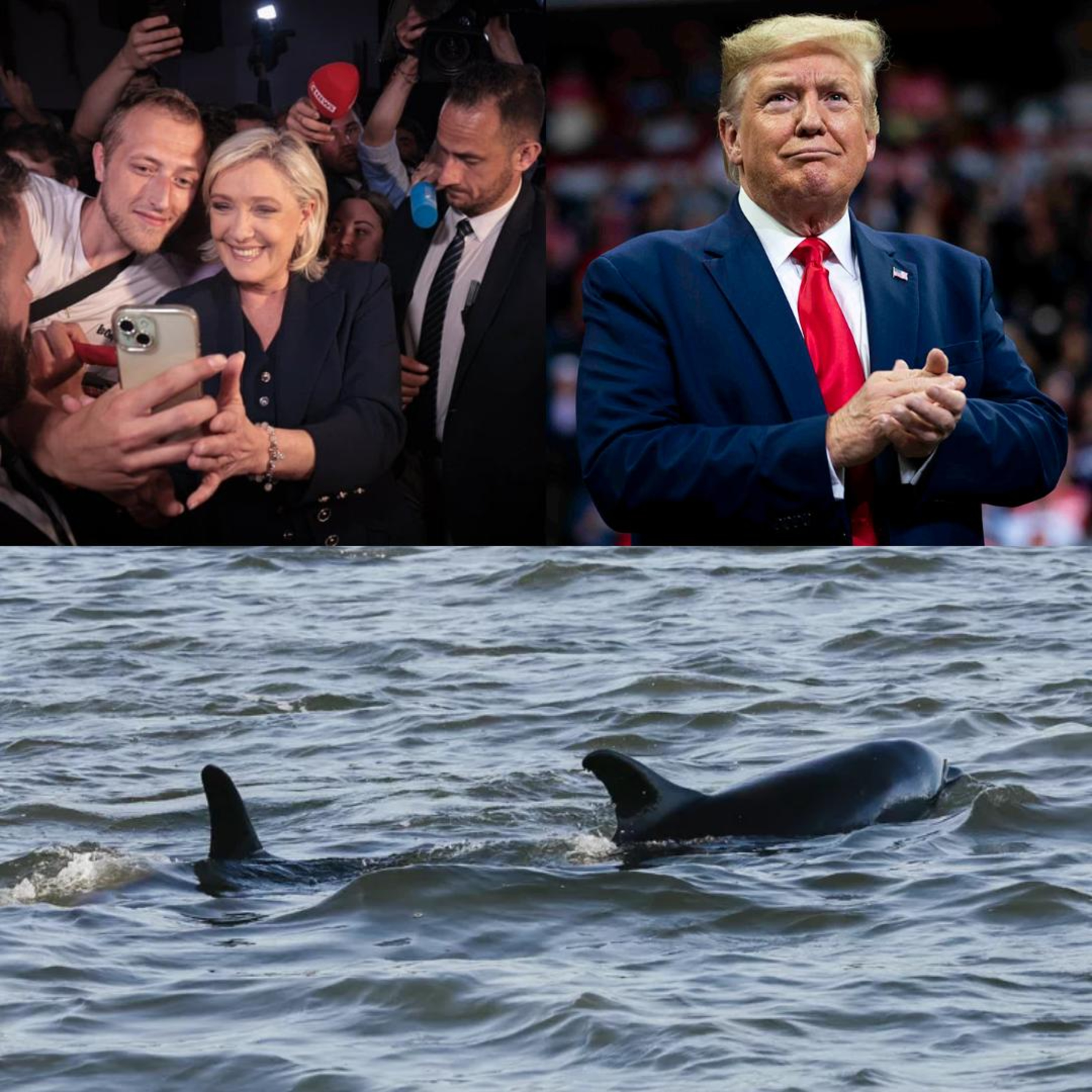France, Trump, & Massachusetts