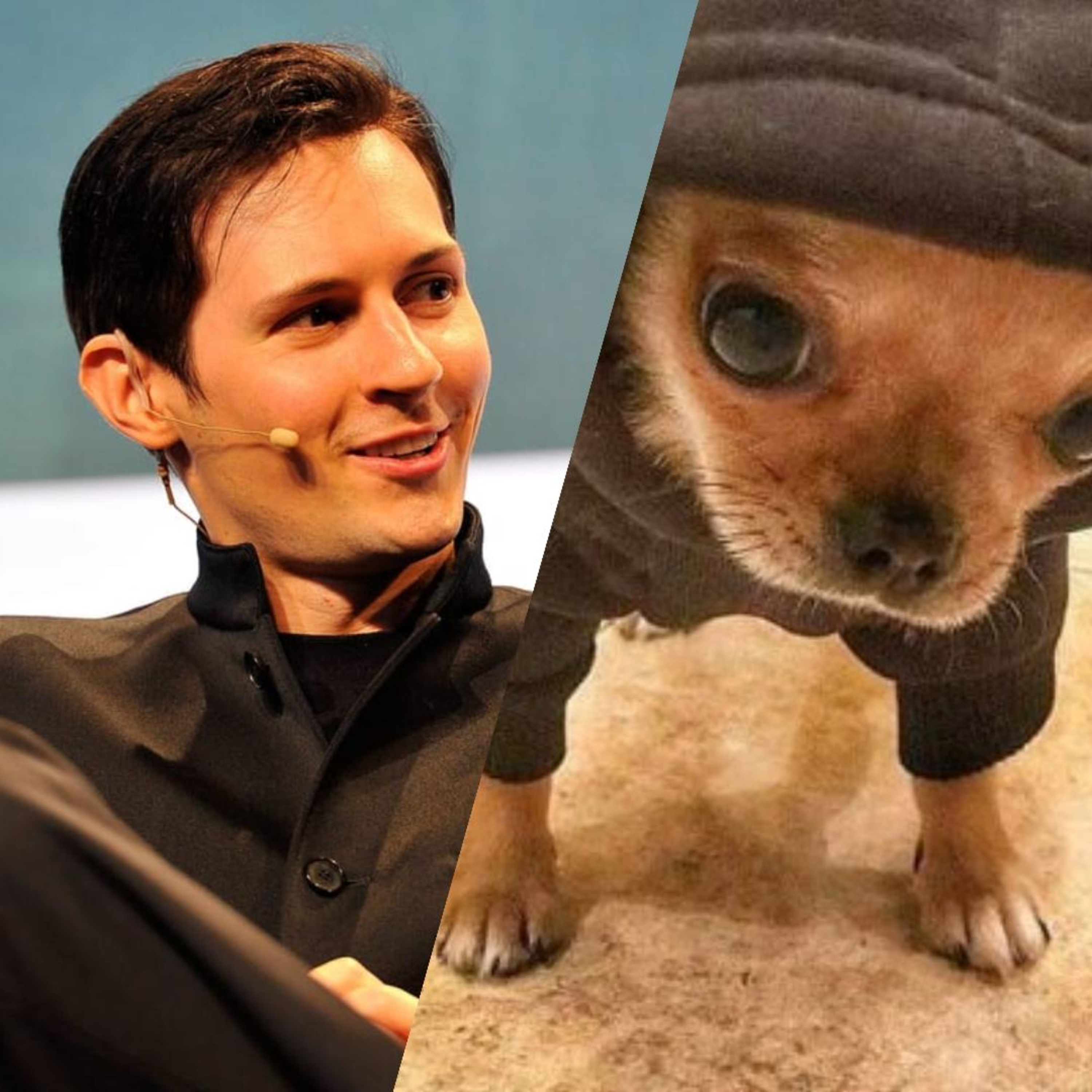 Durov & Dogpack404
