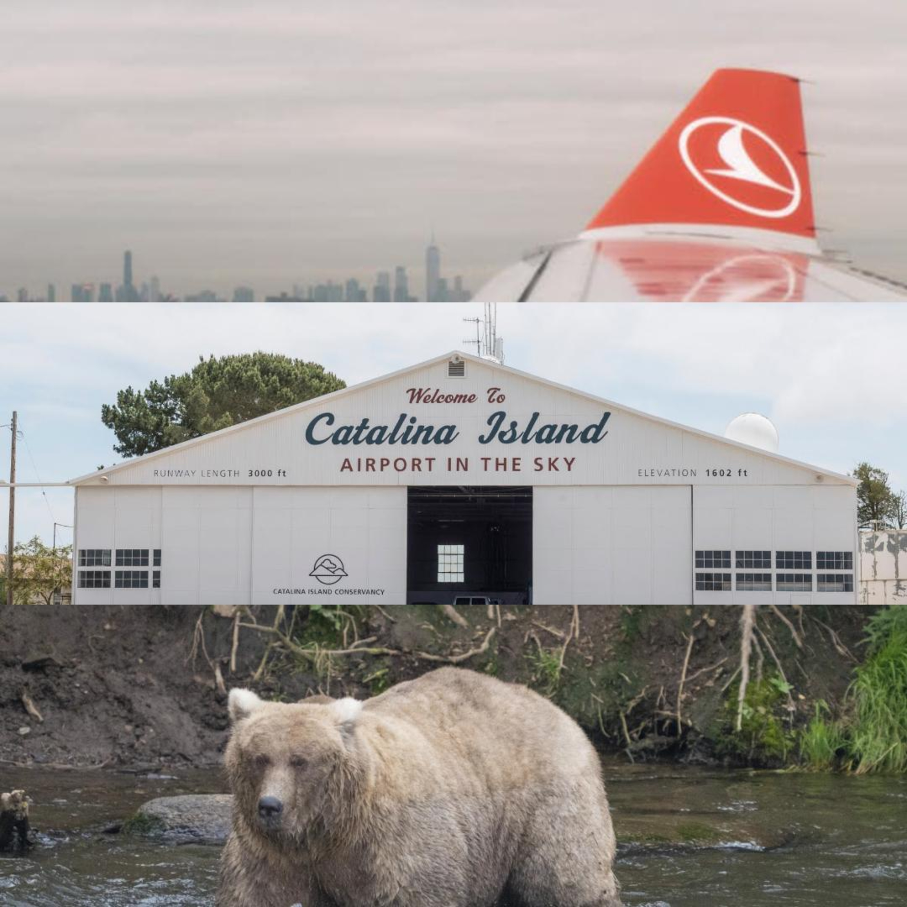 Turkish Airlines, Catalina Island, & Grazer