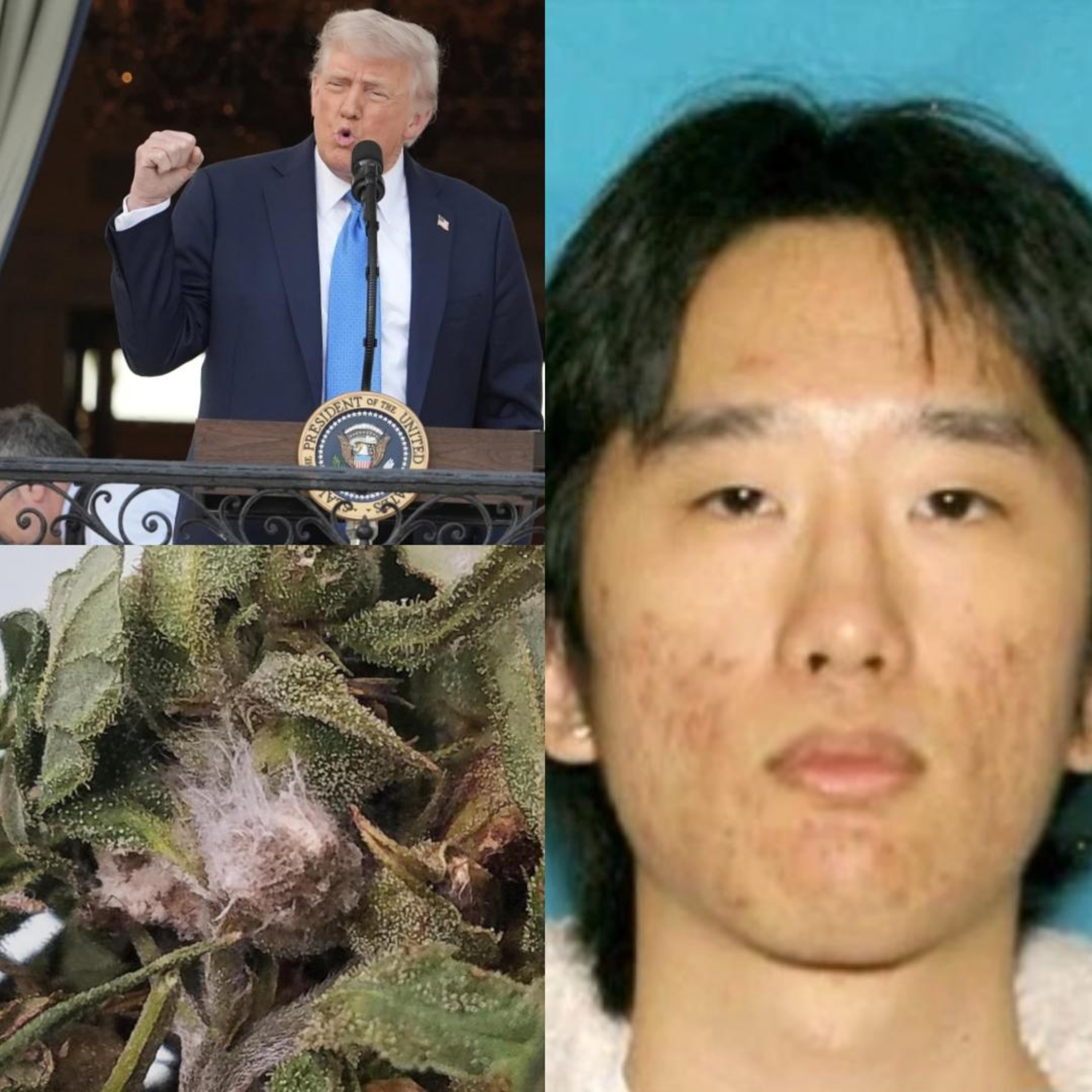 Trump, Fusarium Graminearum, & Park