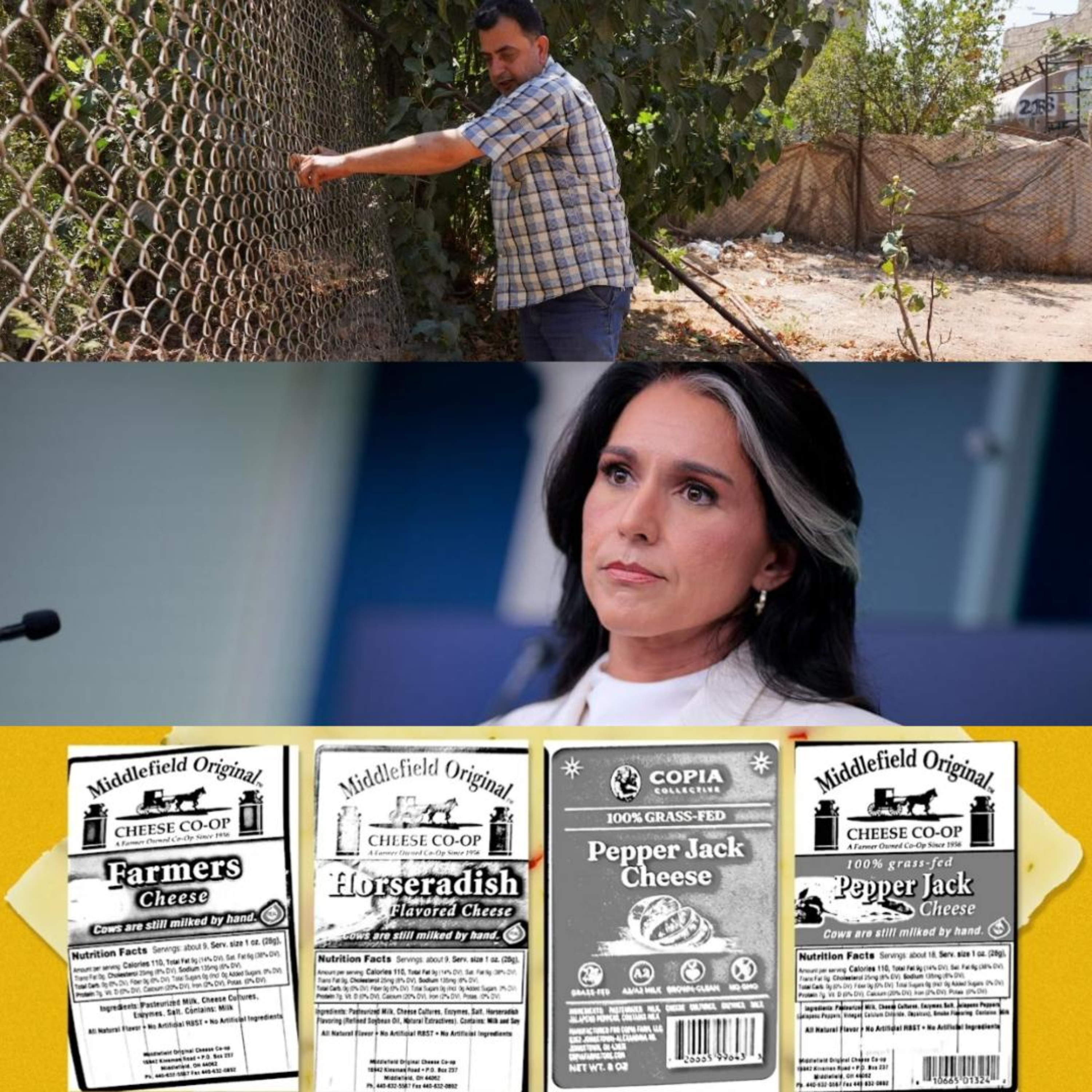 Syria, Gabbard, & Middlefield Original Cheese Co-op
