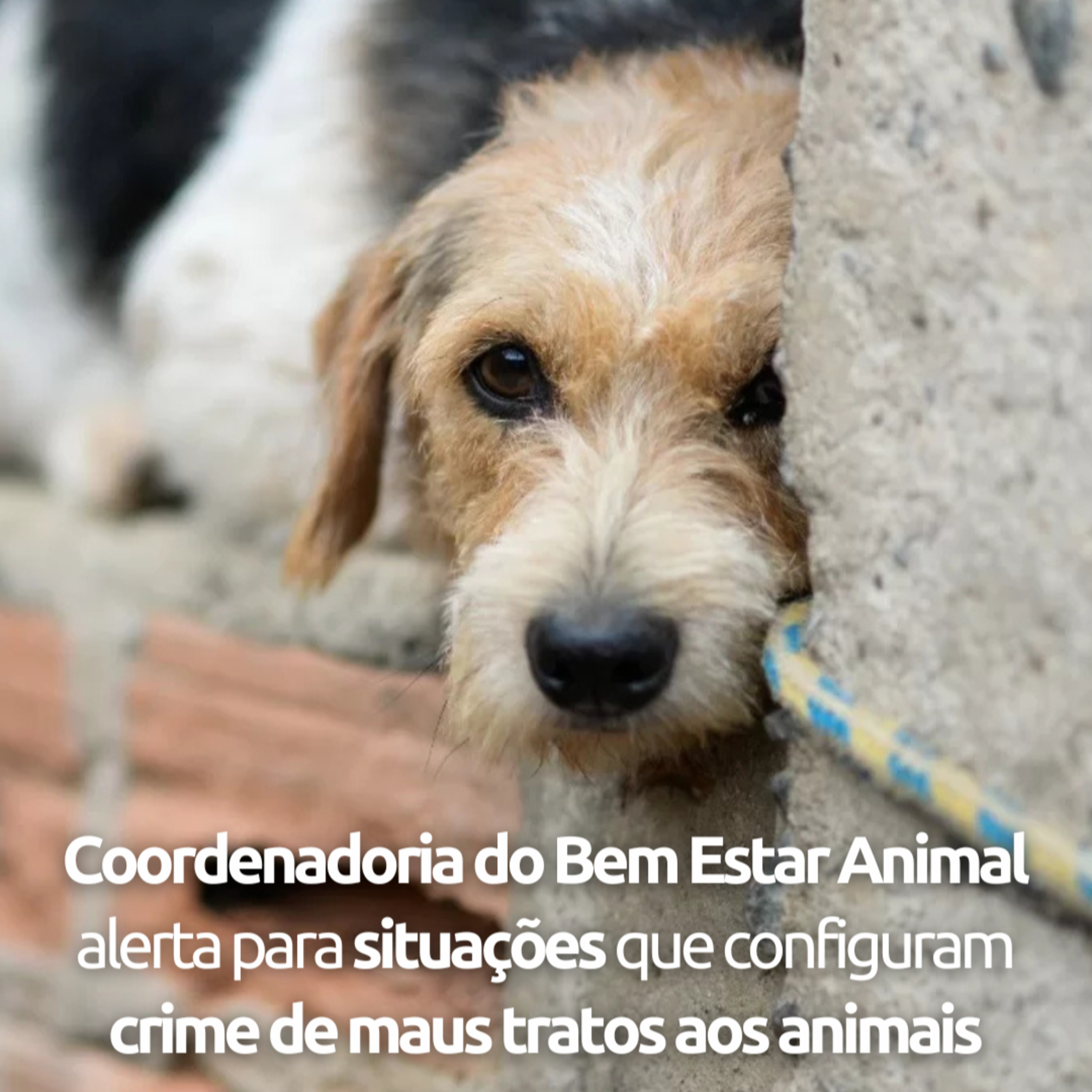 Crime de Maus Tratos aos Animais  episode artwork