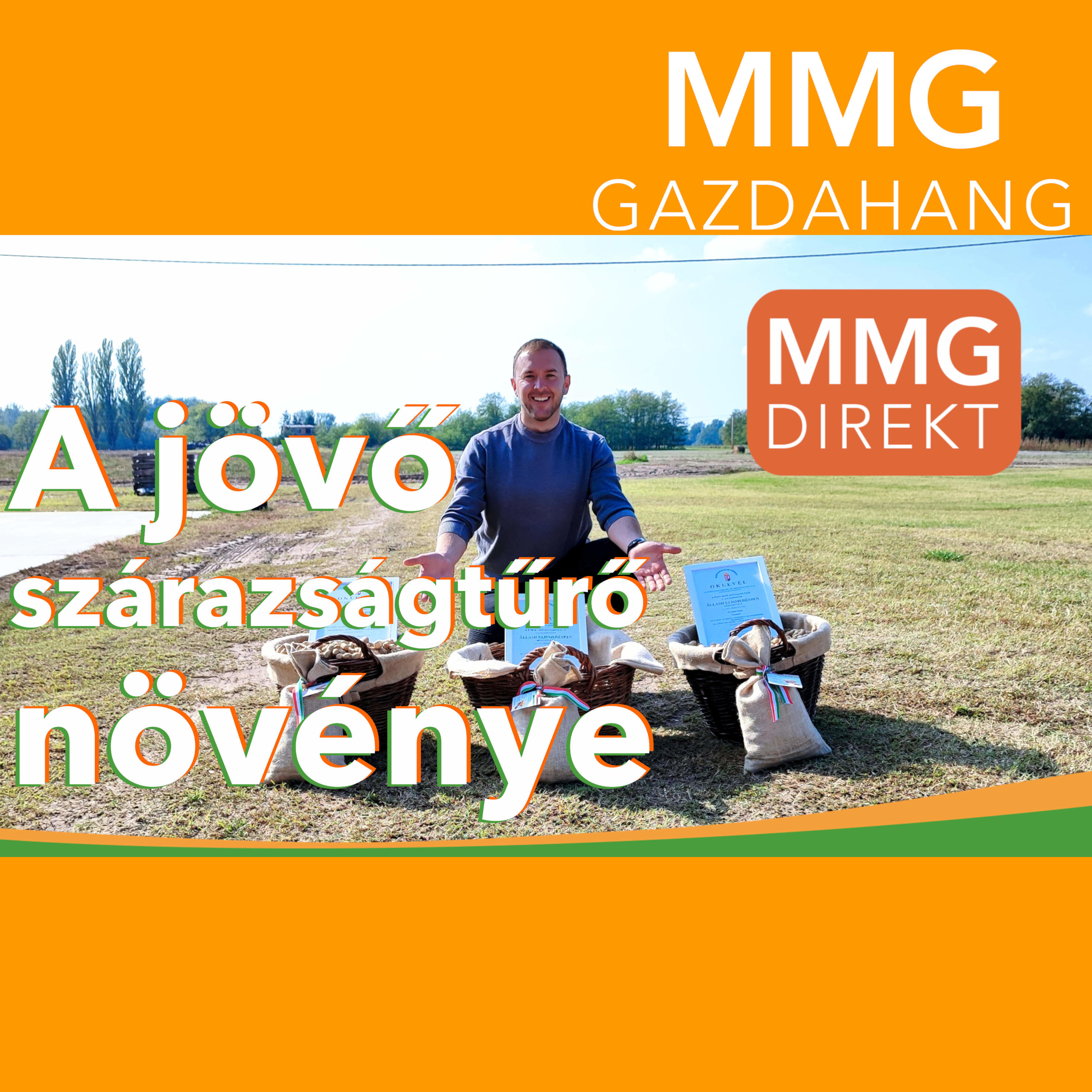 A jövő szárazságtűrő növénye | Dr. Balla Zoltán, nemesítő, "A Magyar Földimogyoró-2013" tulajdonosa (144)