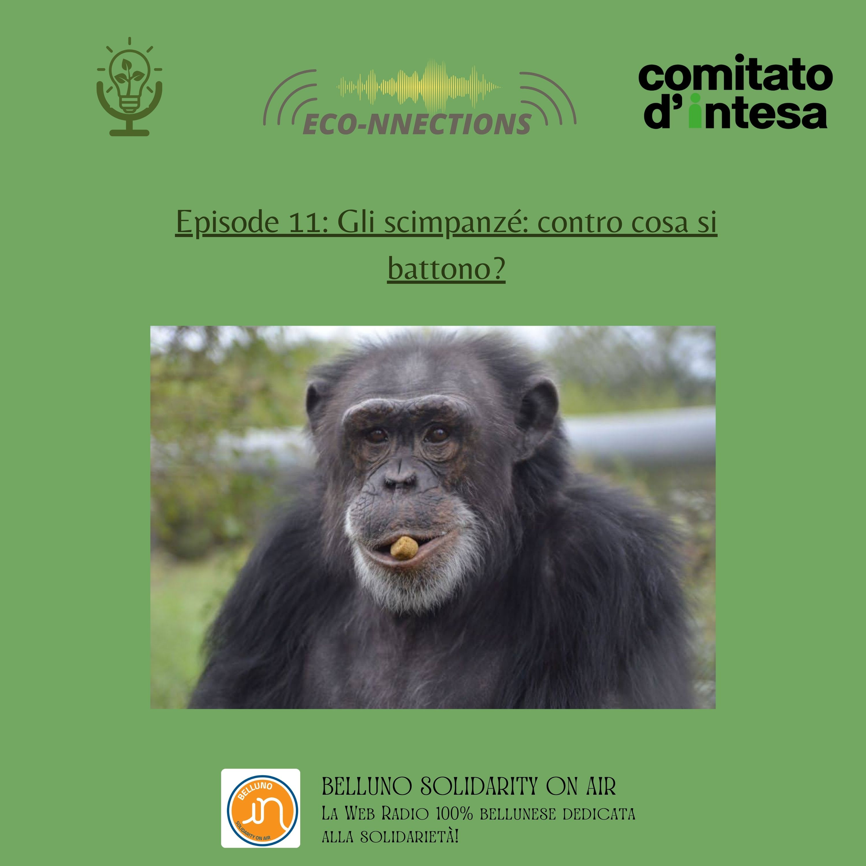 ECO-NNECTIONS I Ep. 12: Gli scimpanzé: contro cosa si battono? episode artwork