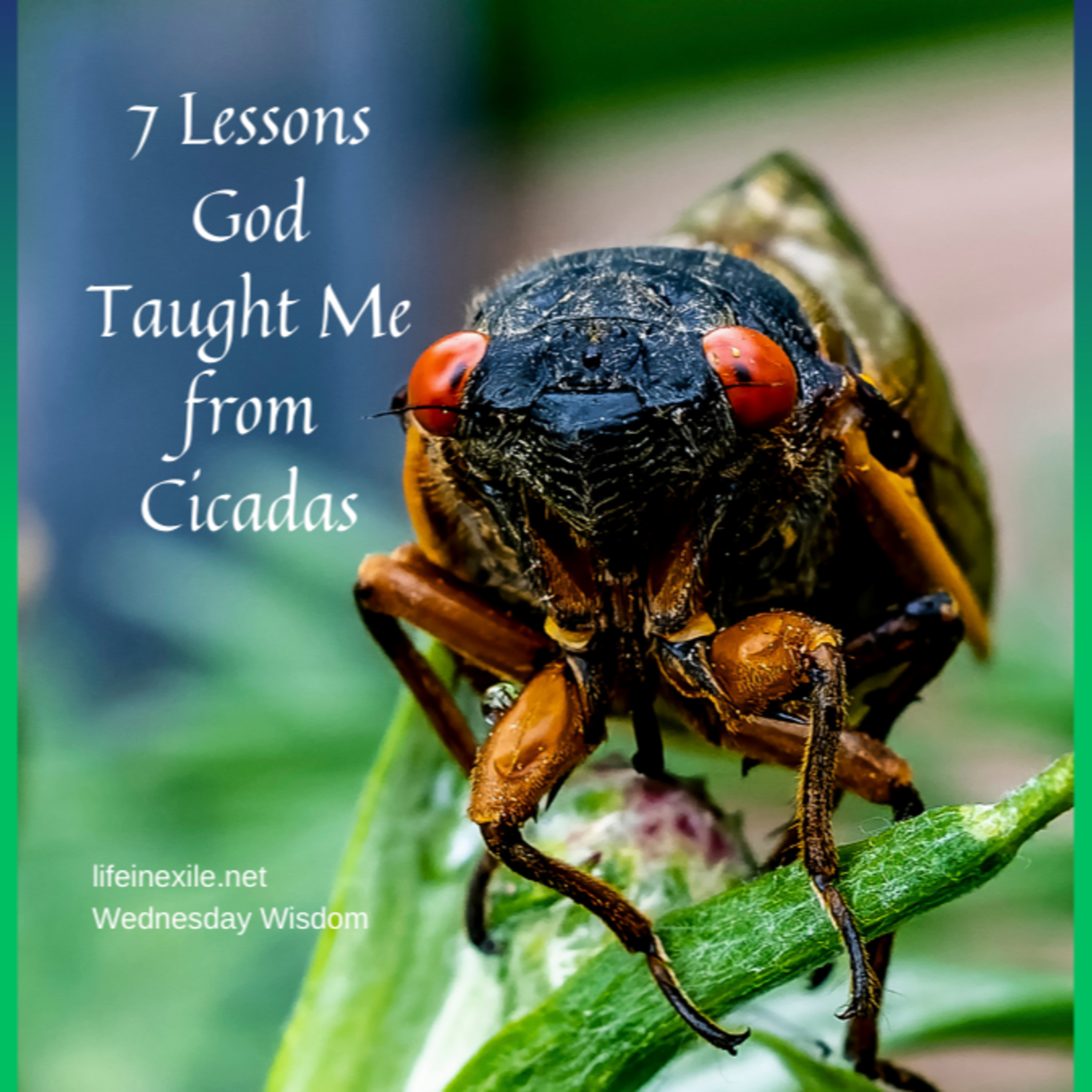 7 Lessons God Taught Me from Cicadas episode artwork