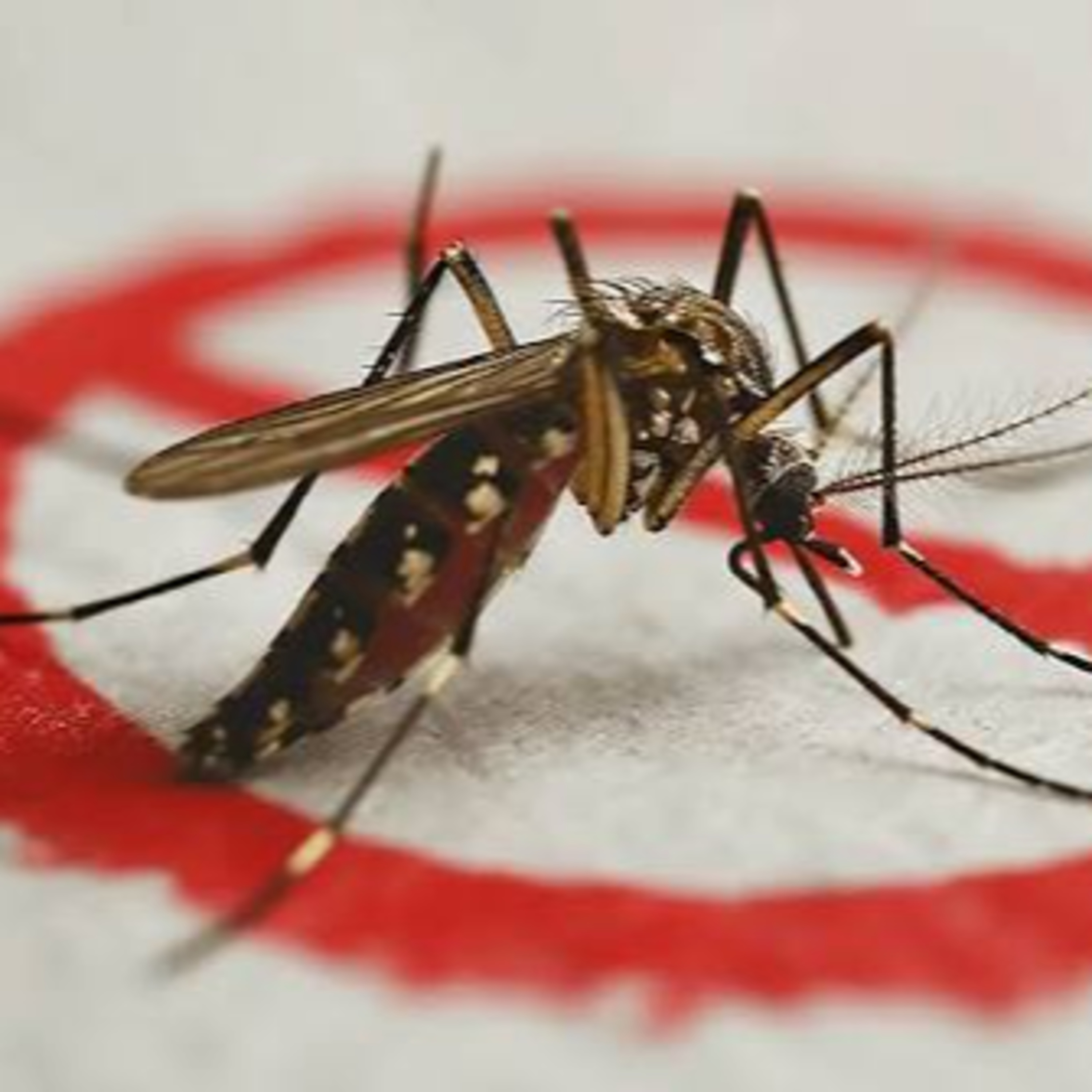 Participação da população é fundamental no combate à dengue episode artwork