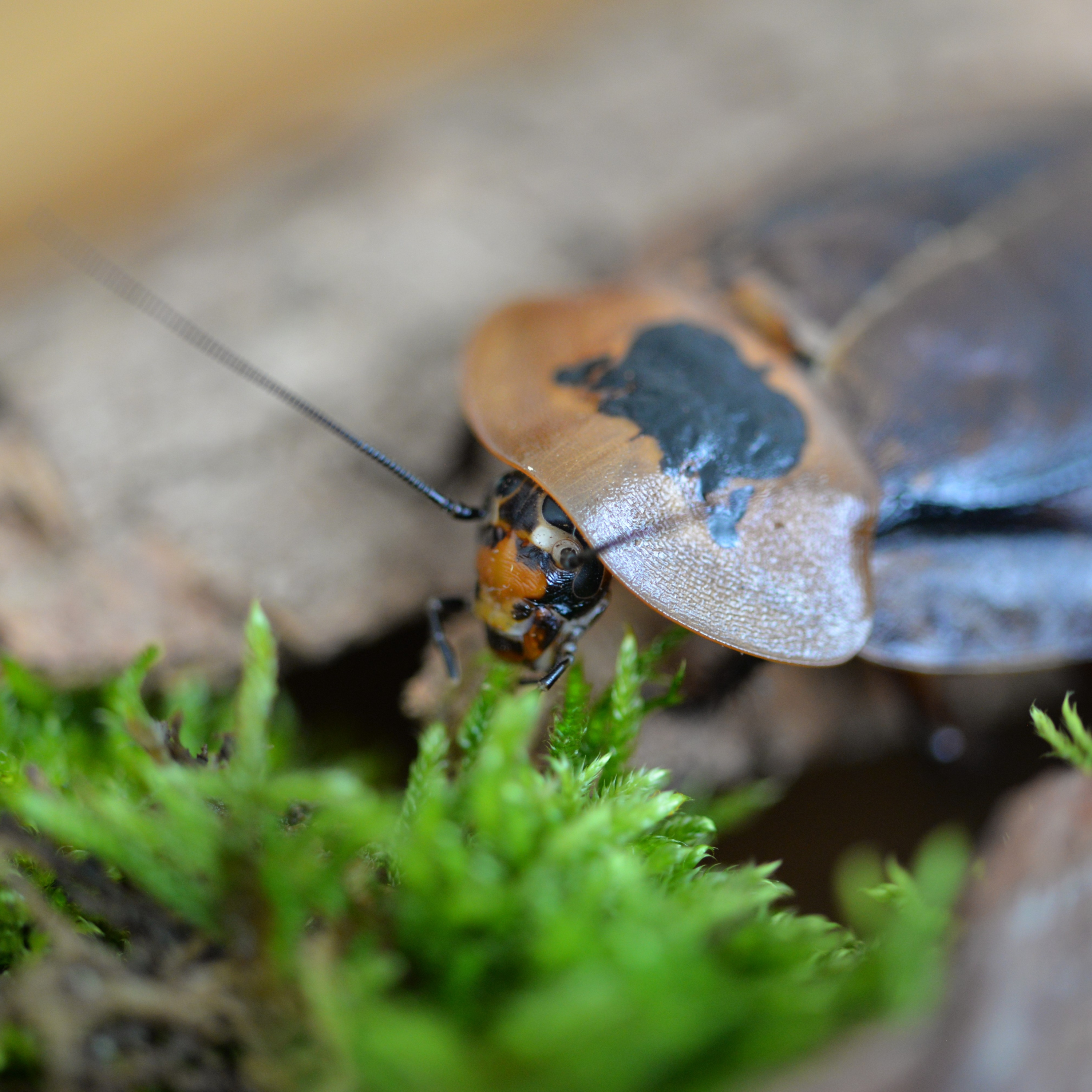 Živé šváby v Tihányiovskom kaštieli